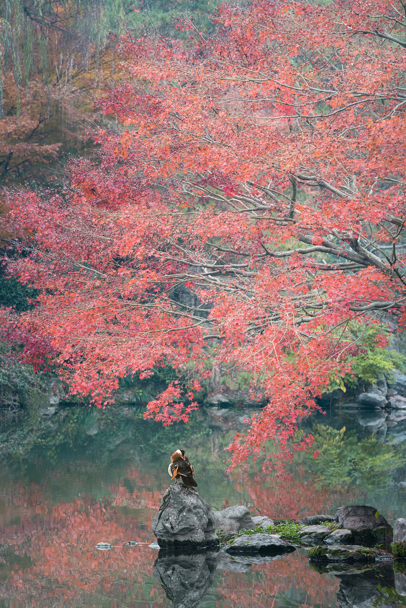 露从今夜白下一句是什么？| 古诗词赏析 - 晓看红湿处，花重锦官城