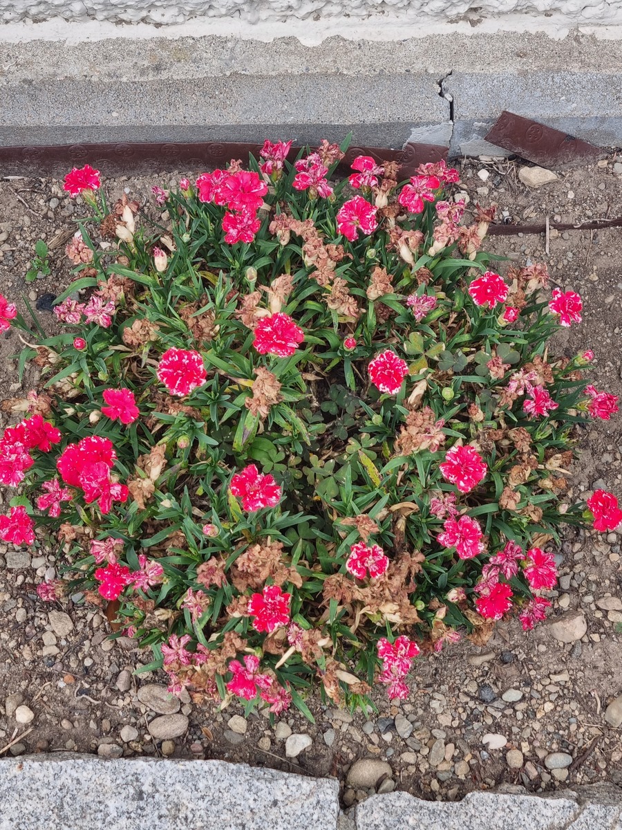 粉龙沙宝石一年开几次花属于什么植物1000字