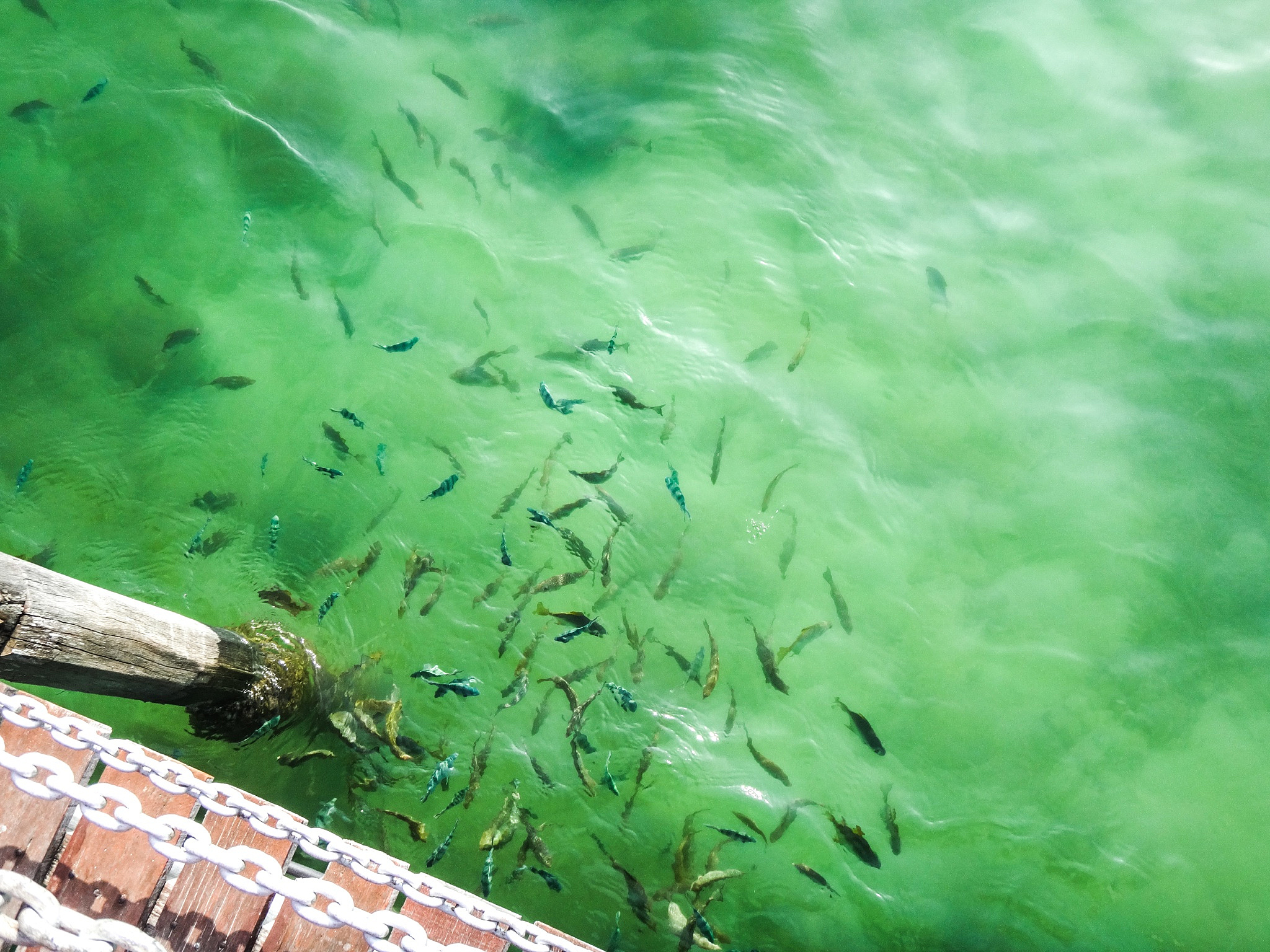 鱼形裸藻多糖提取：安全去除毒素，保留营养价值