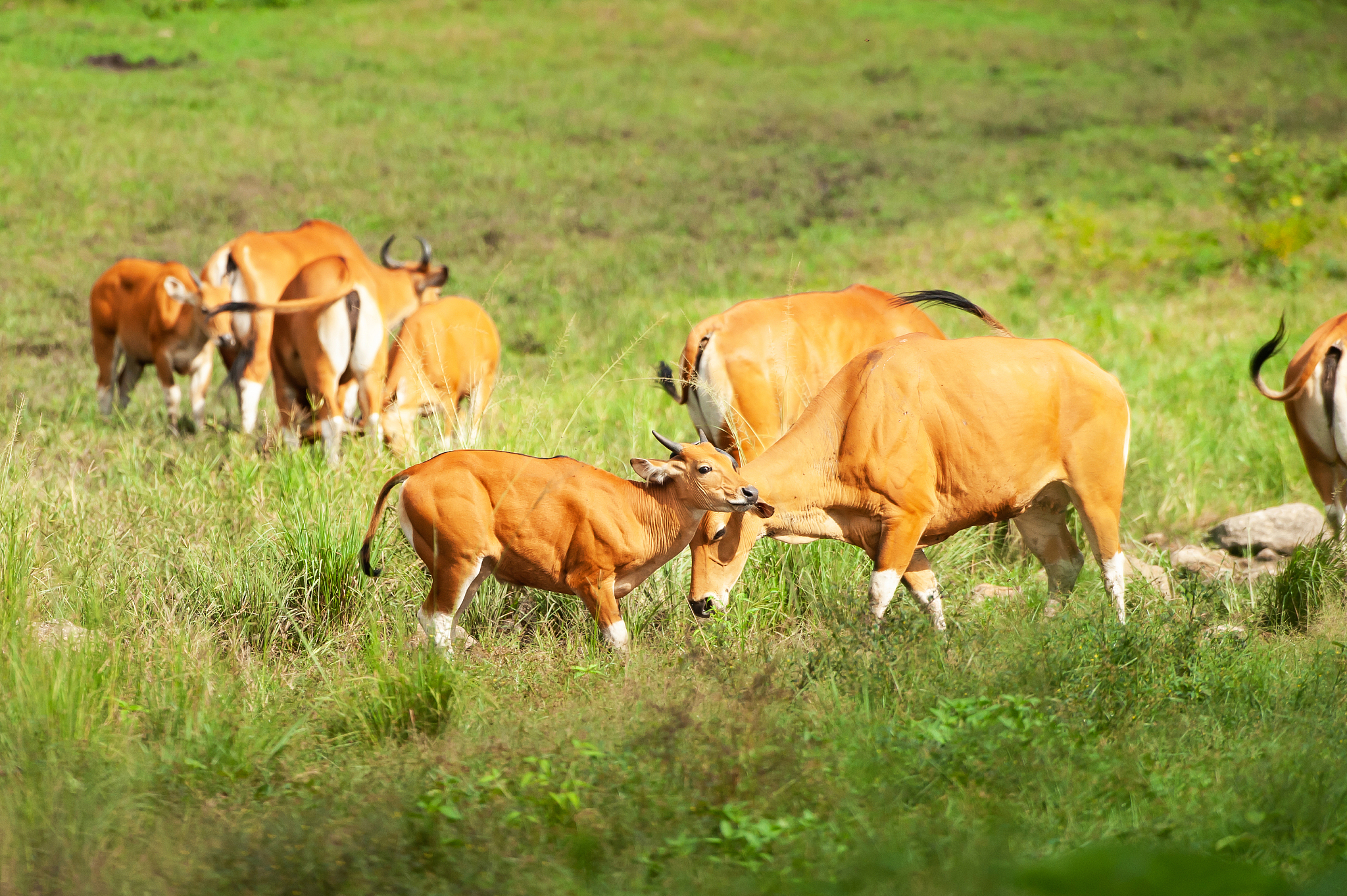 a herd of bantengs relaxing while feeding in the grassland.