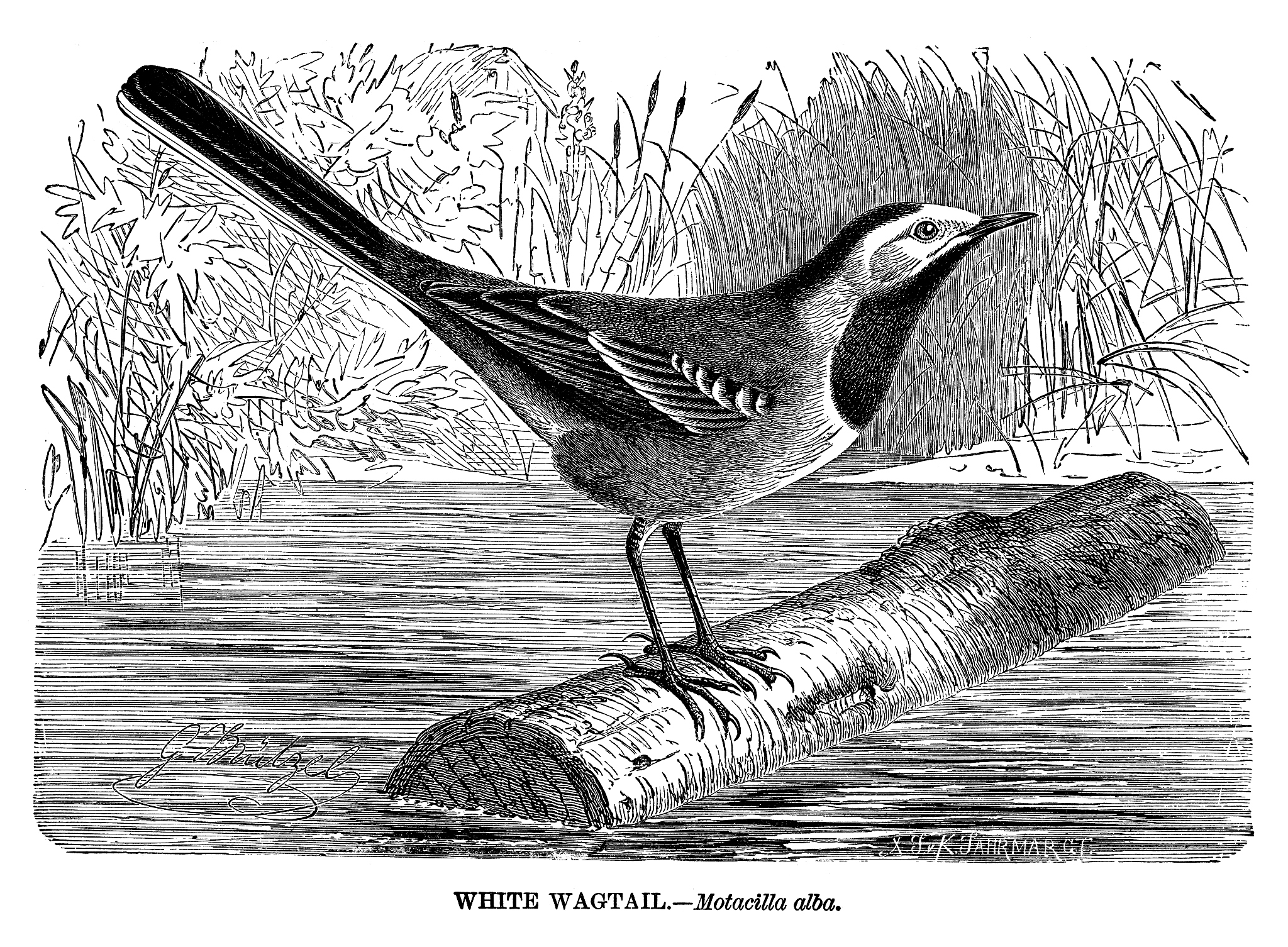 The Early Bird Catches the Worm: Meaning, Origin & Benefits of Proactivity