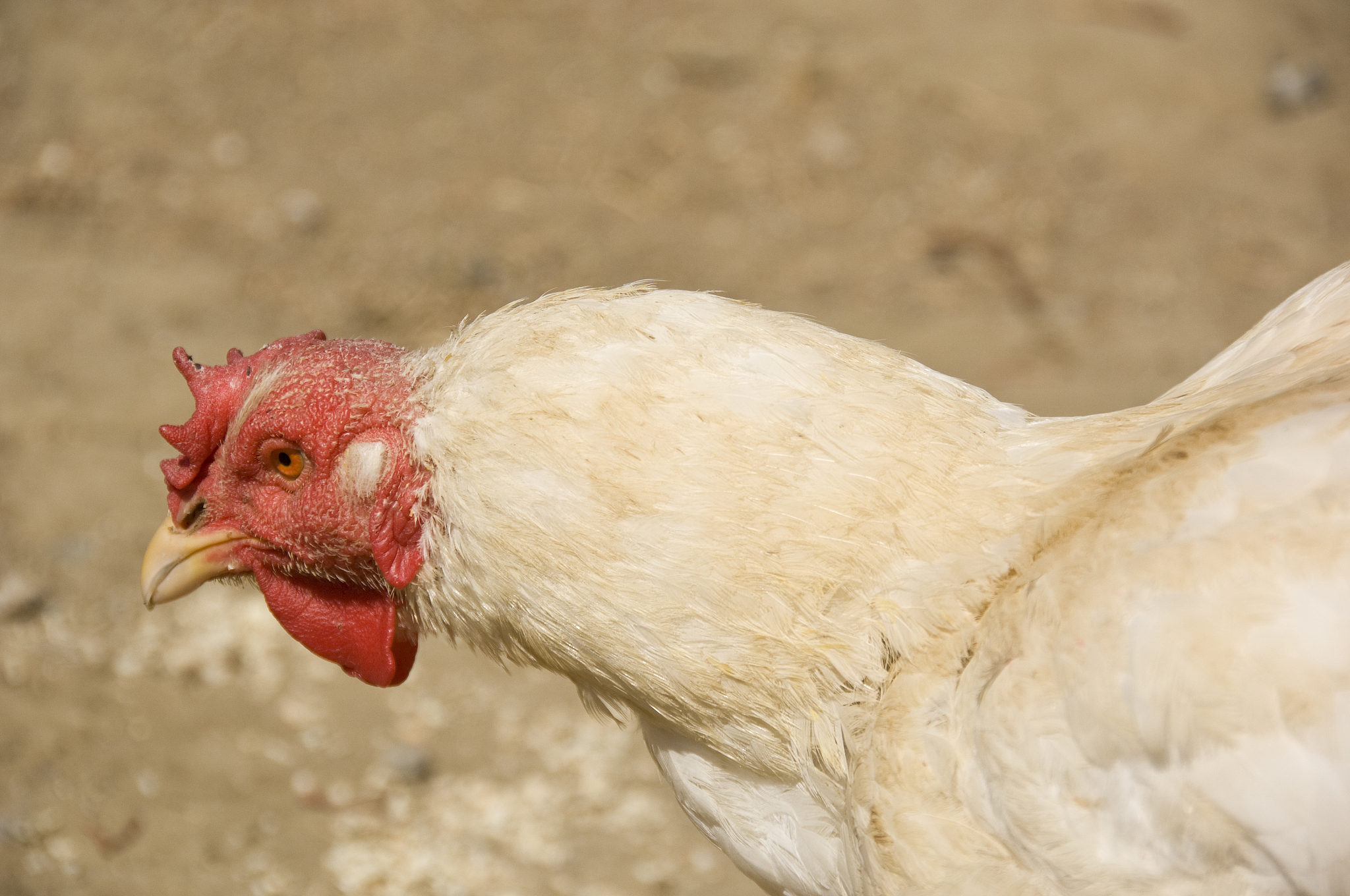 鸡茧：鸡脚硬皮的成因、处理方法