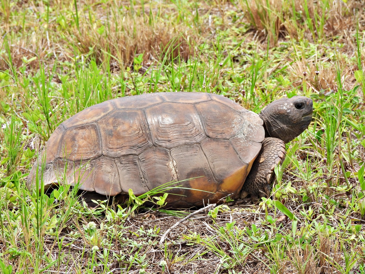 龟文化创意产业园：打造龟类文化、科普、保护和科技创新中心