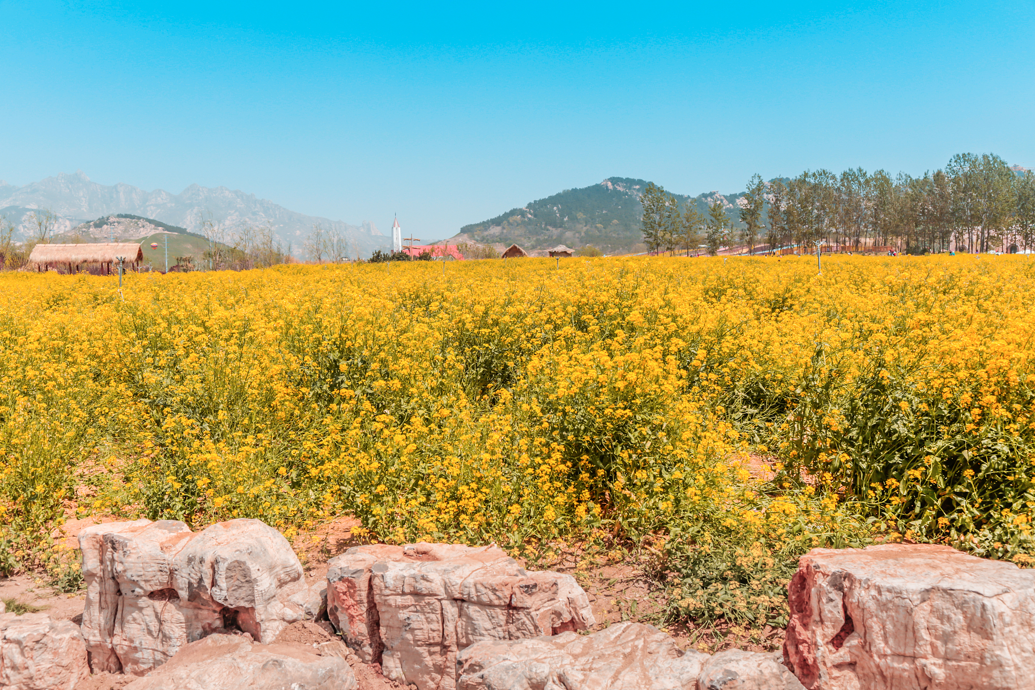 rural rape flower field tourism