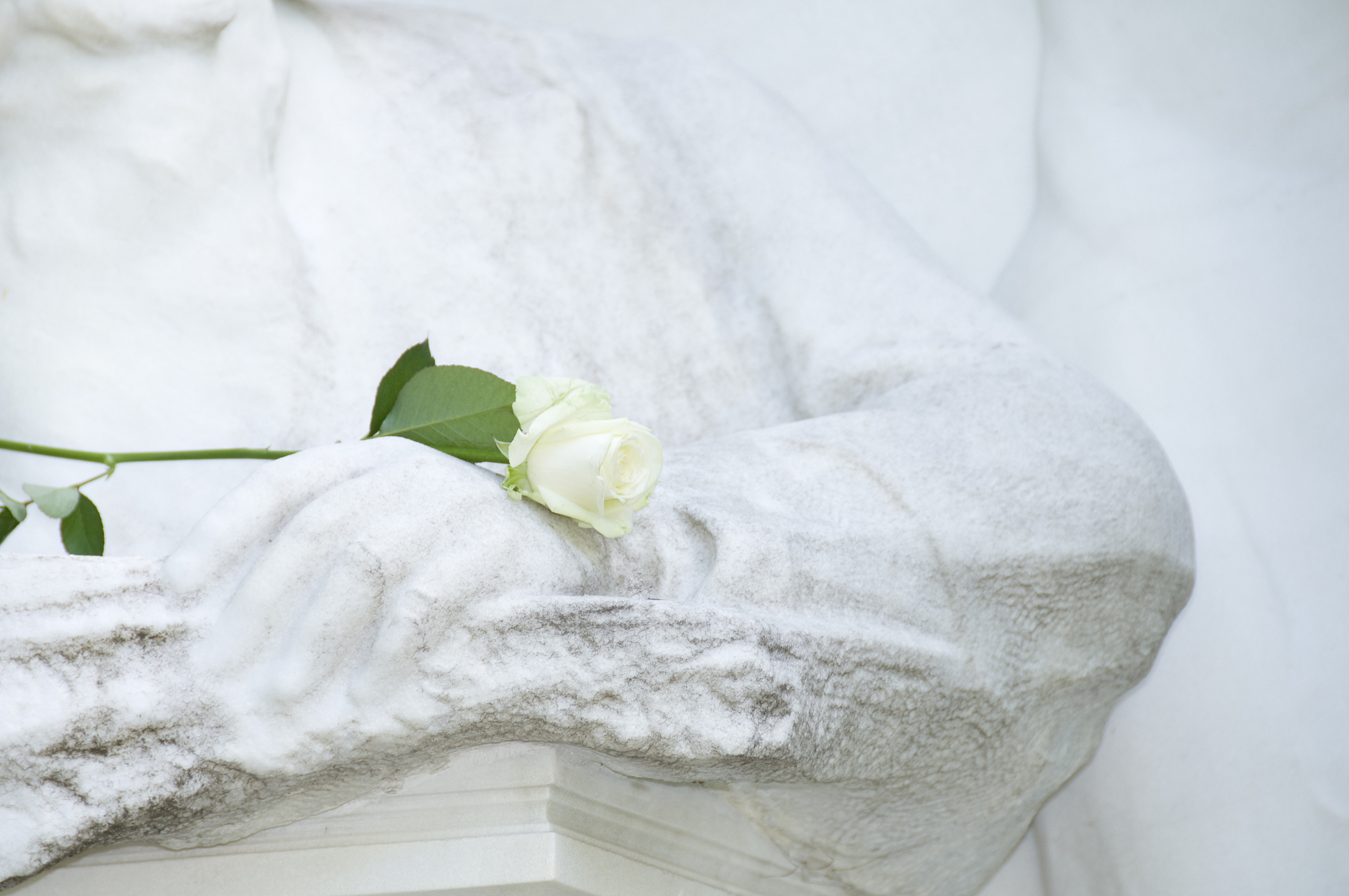 white rose