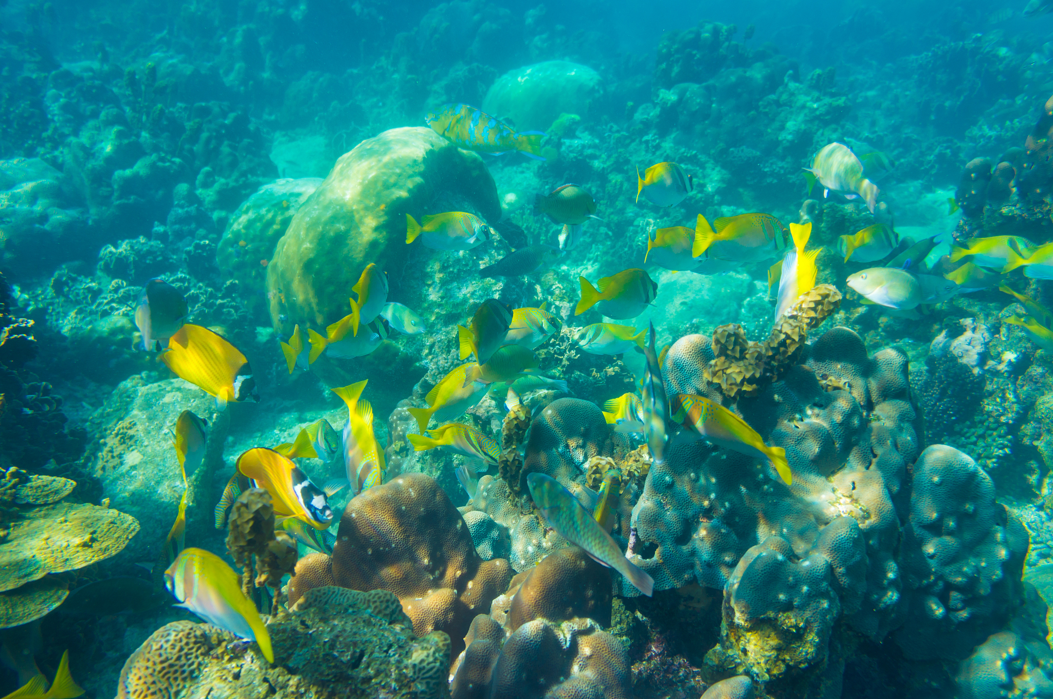 海洋研究杂志 (Journal of Sea Research): 海洋科学研究权威期刊