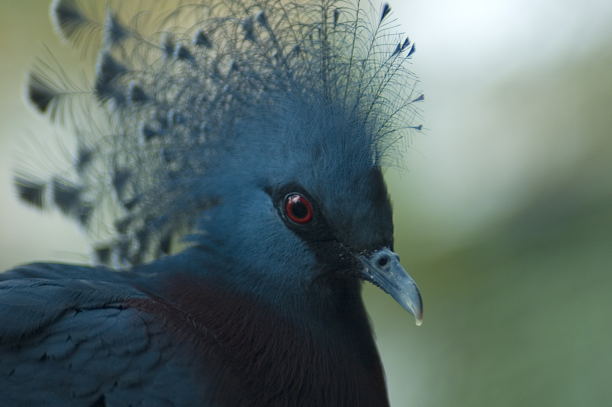 把以下翻译成中文 Certainly! Here are some sources that provide information on the origin of birds The Origin and Early Evolution of Birds by Kevin Padian and Luis M Chiappe in Biological Reviews This article