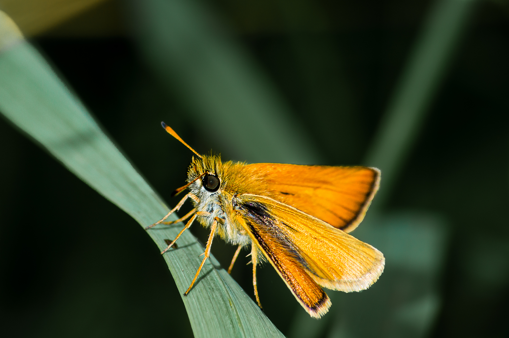essex skipper