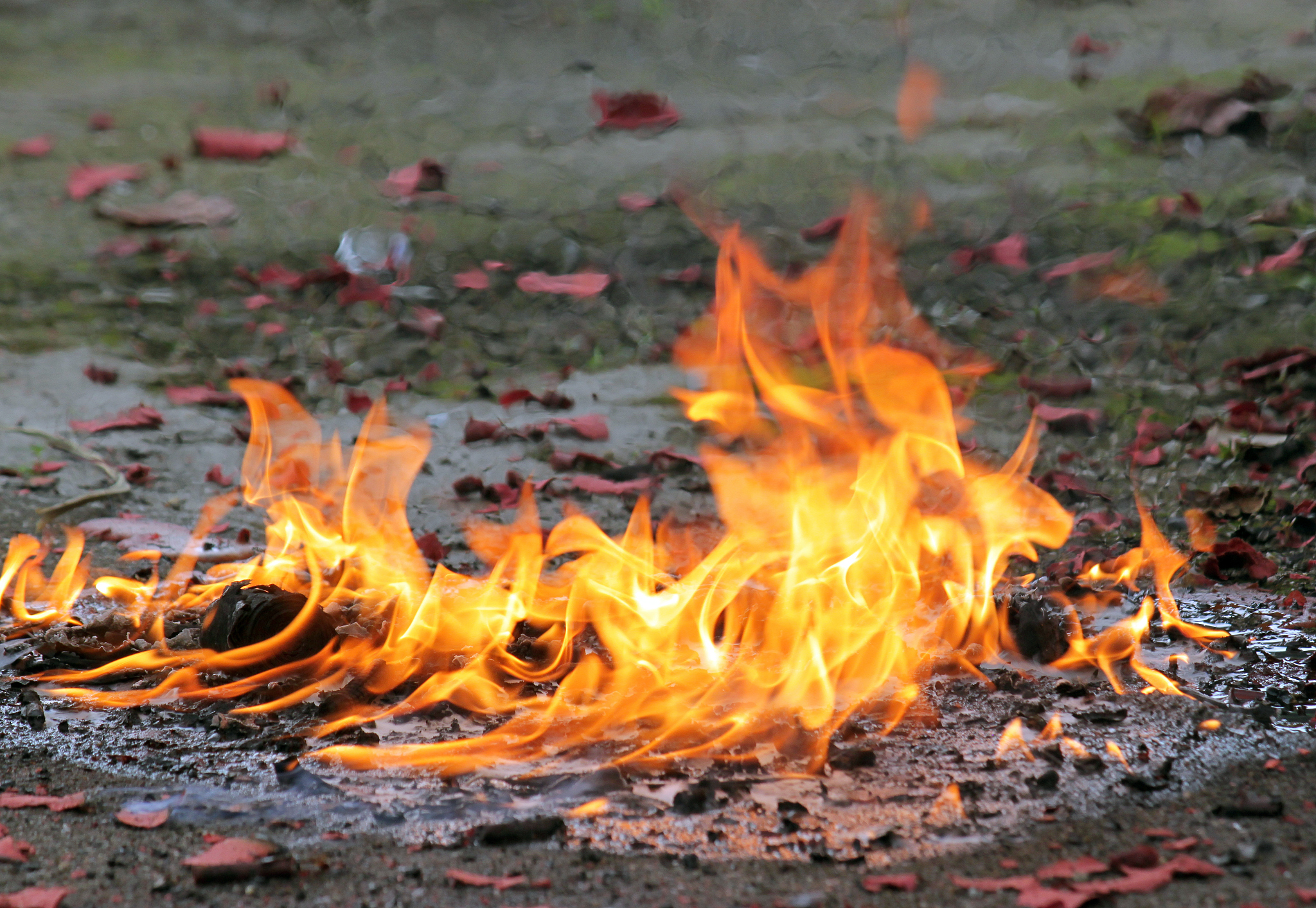 INTERNATIONAL JOURNAL OF WILDLAND FIRE期刊：研究范围及影响