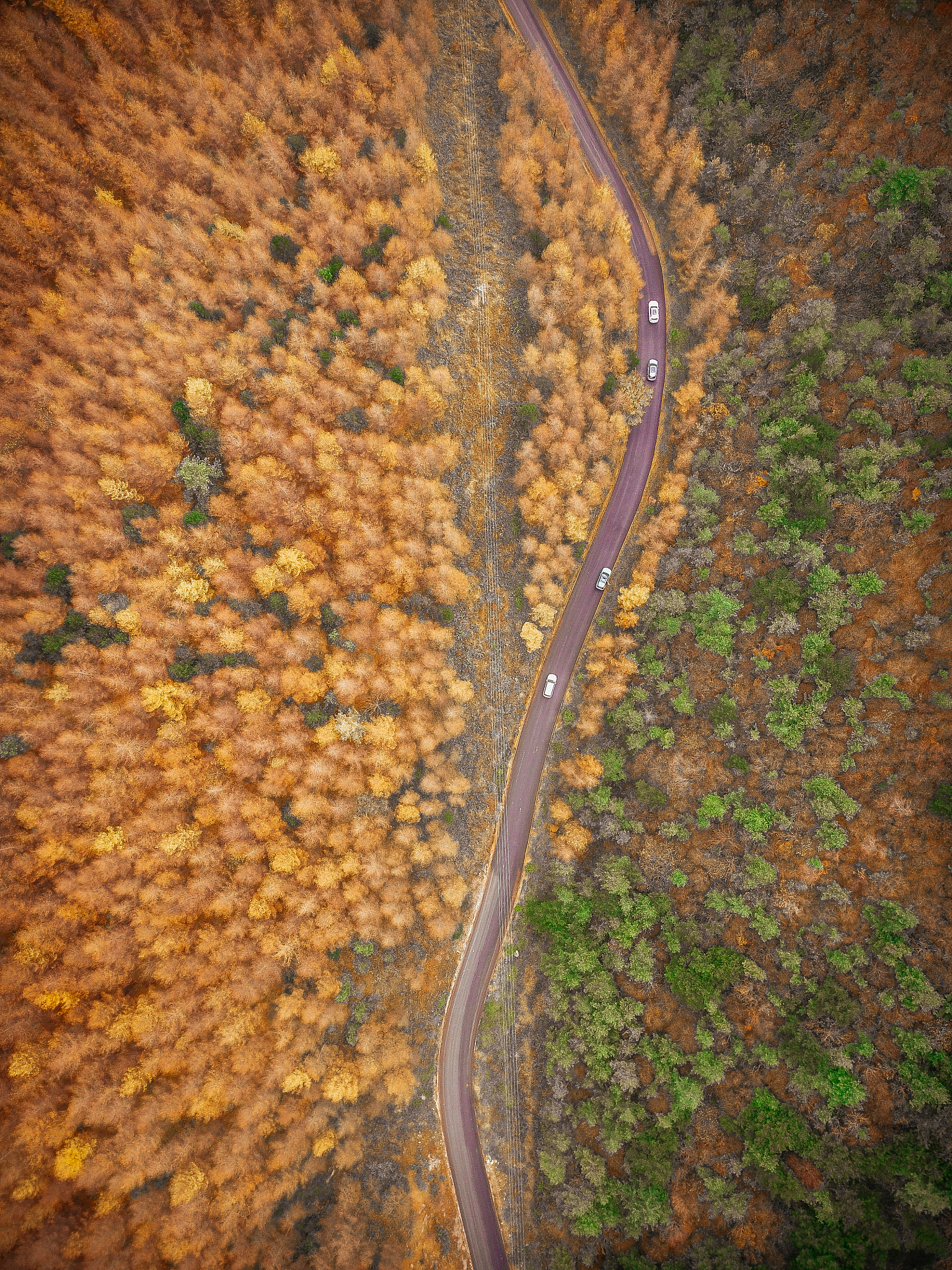 《寻梦环游记》曾曾祖母祝福米格附带条件：人物心理分析