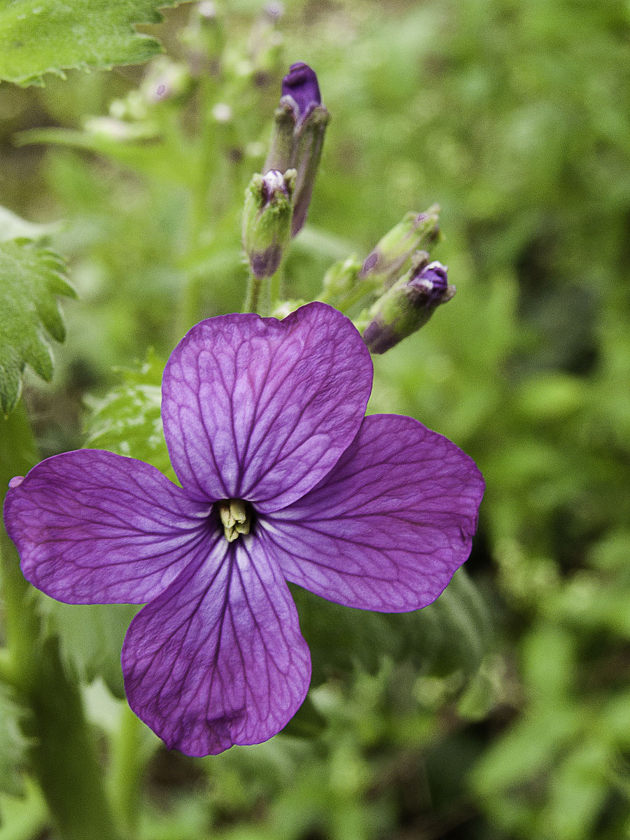 王者荣耀露娜怎么玩