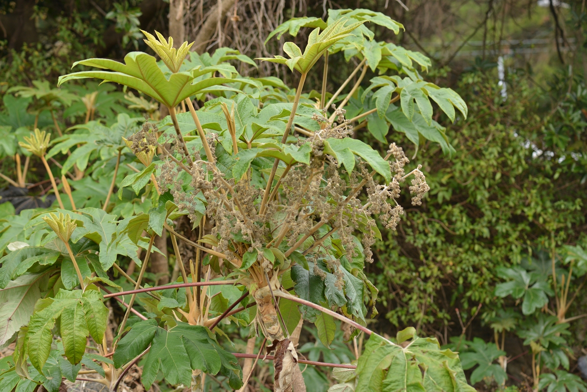 植物开花和结果时间不同的原因
