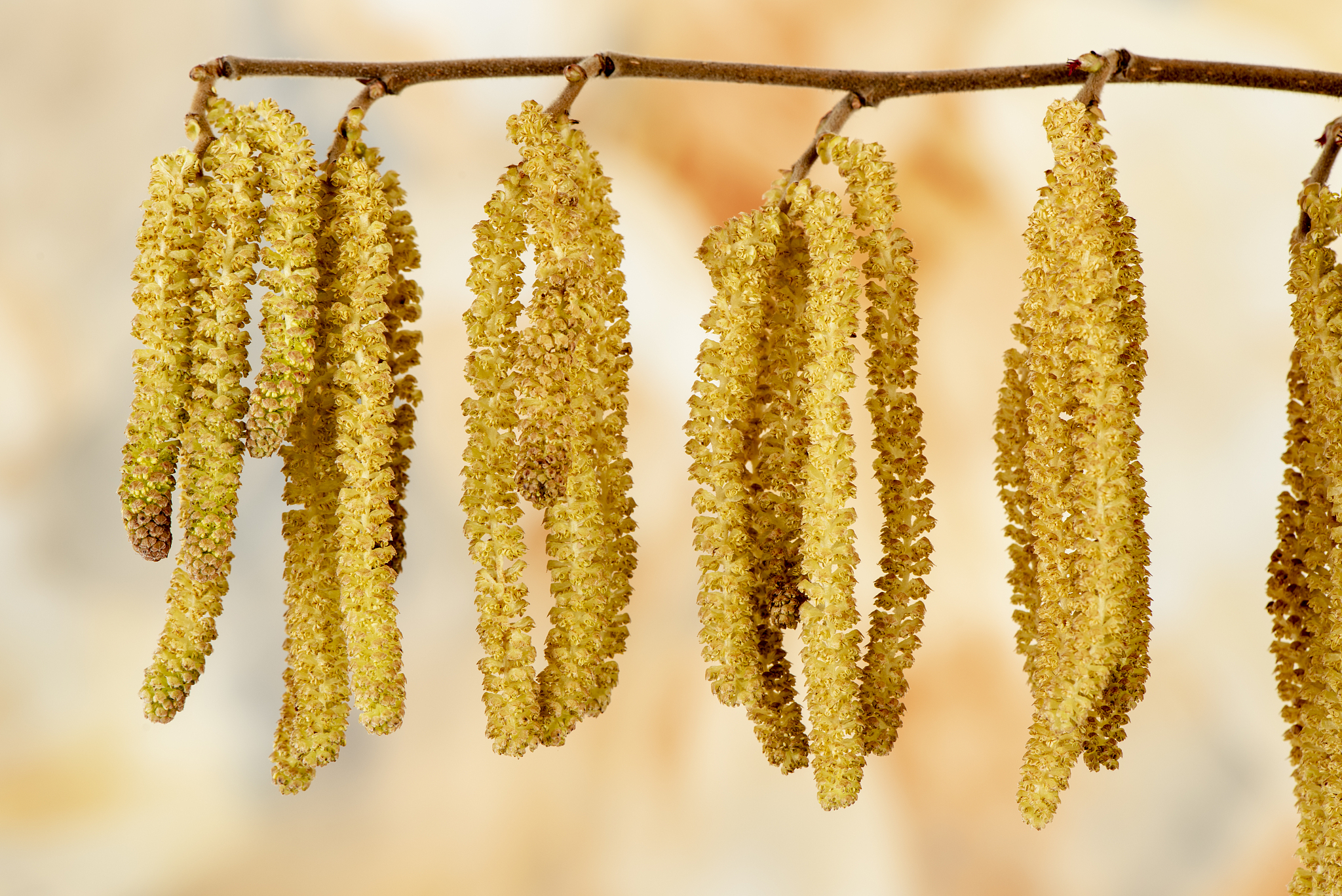 blooming hazelnut bush with pollen