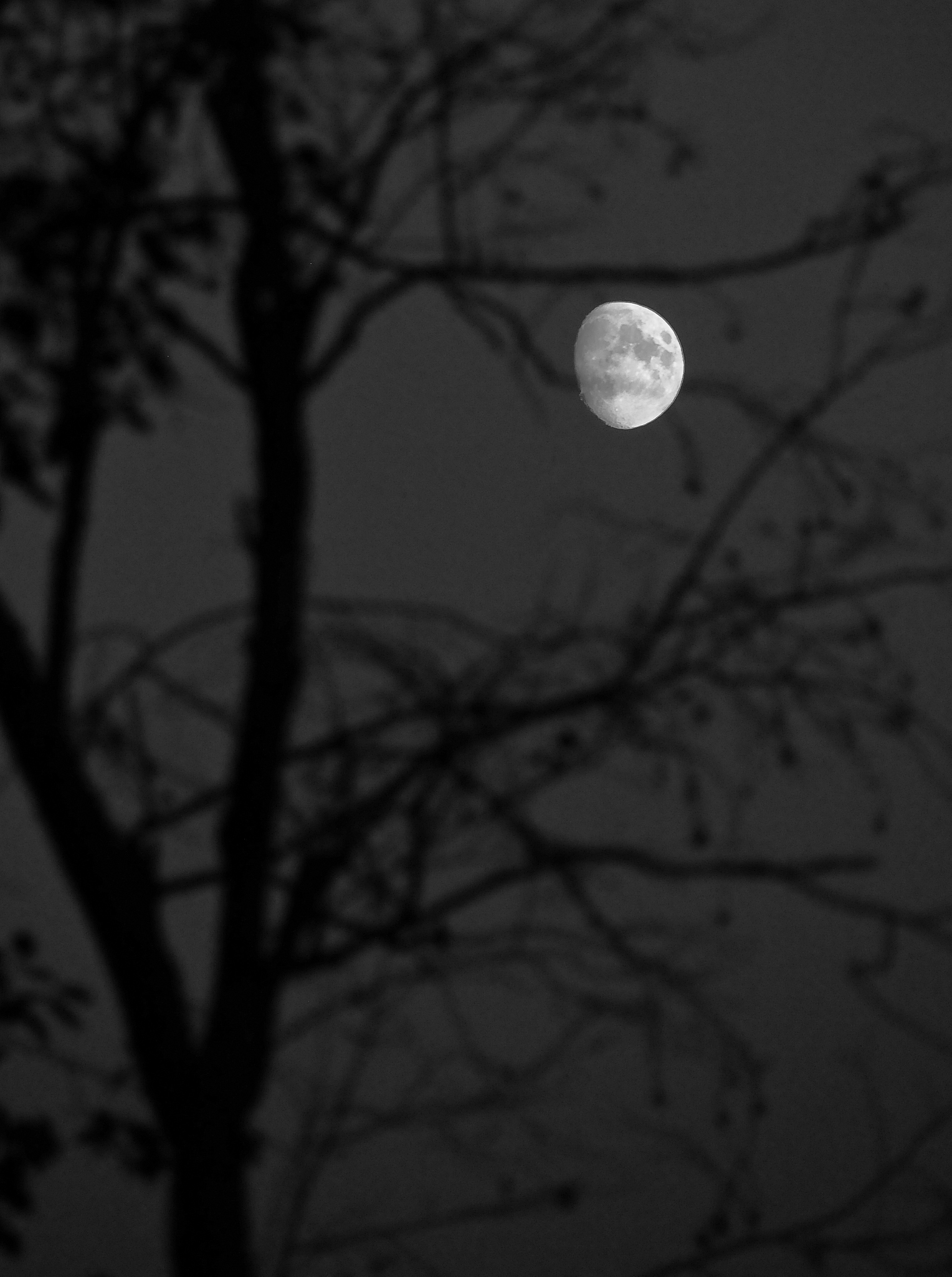 The Moonlit Phoenix Tree: A Poetic English Translation