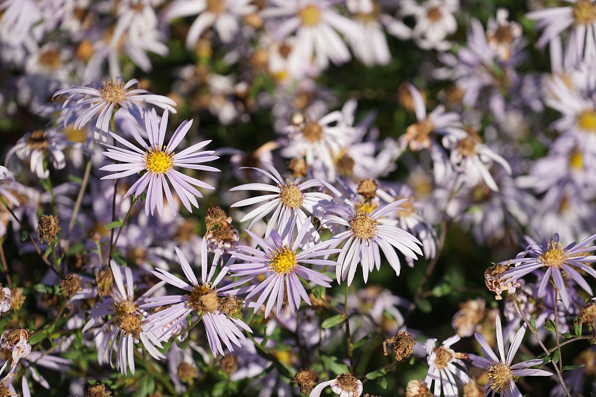 电瓶车 辅倒 功能