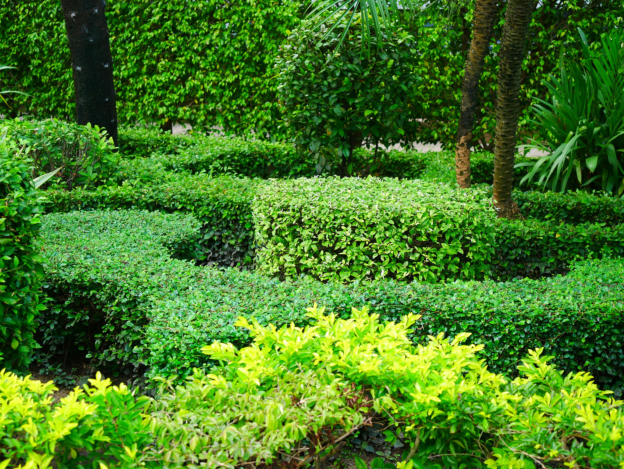 根据如何提升景观植物负氧离子的释放量植物新品种培育改进种植结构等 内容取一个课题名称