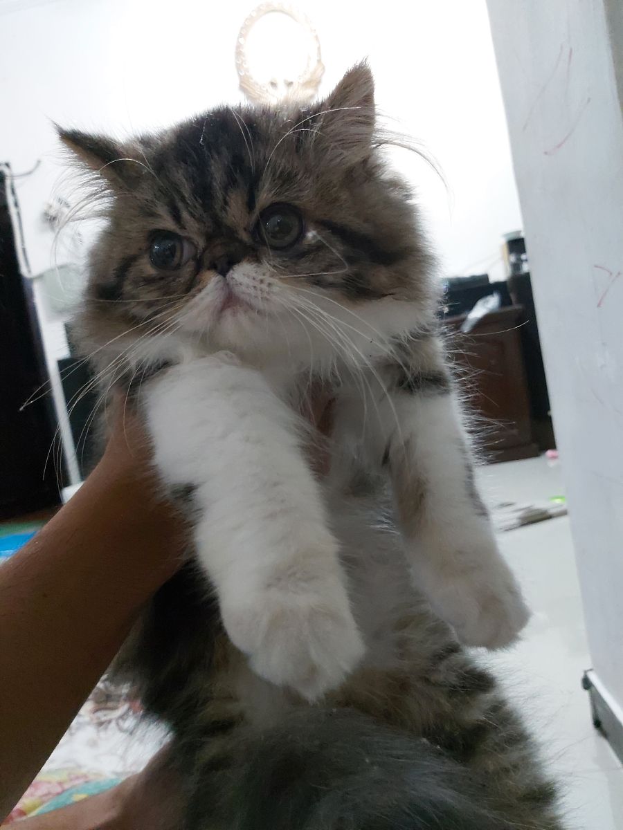 如何挑选一只赛级美卡