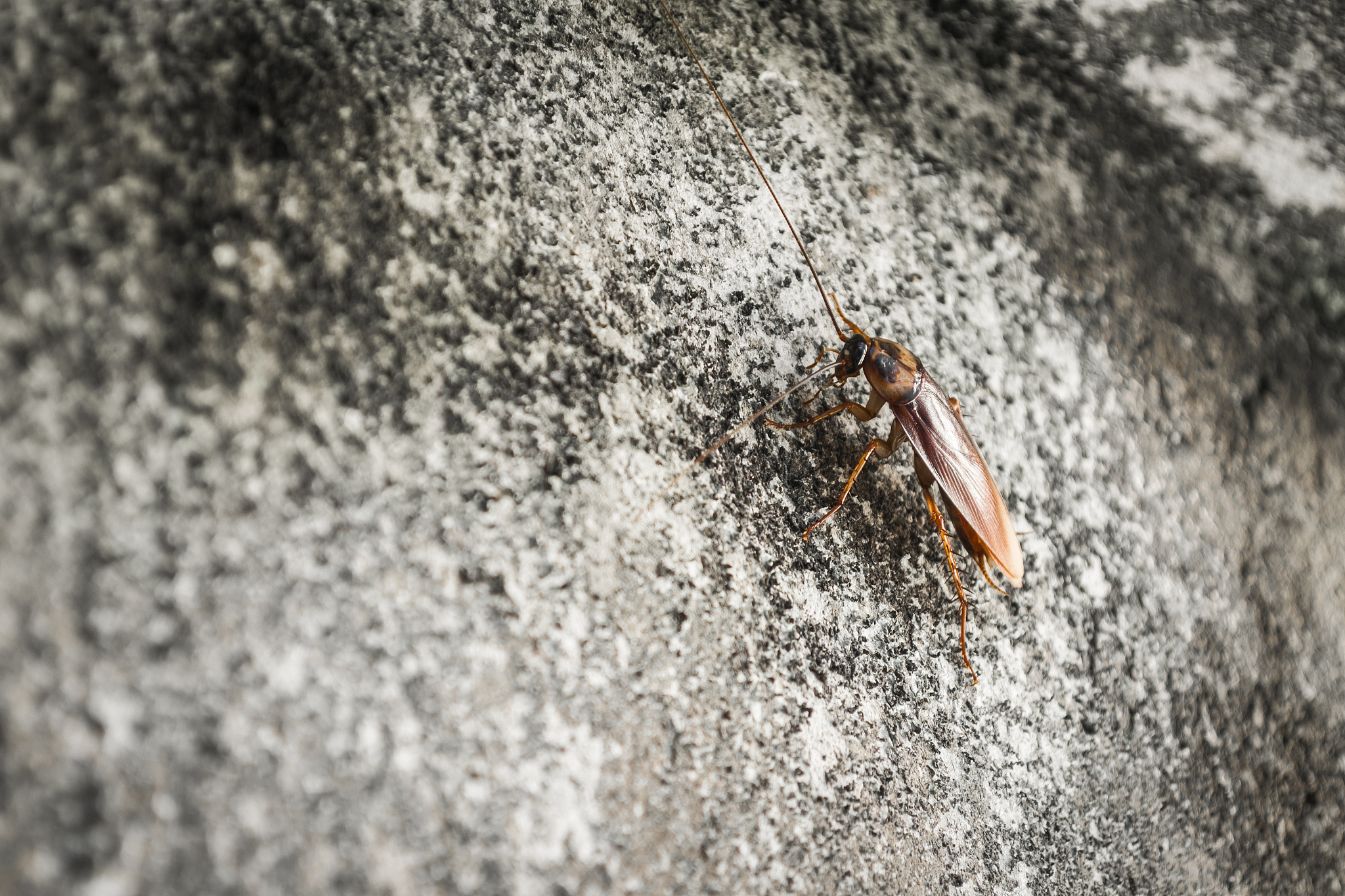 cockroach