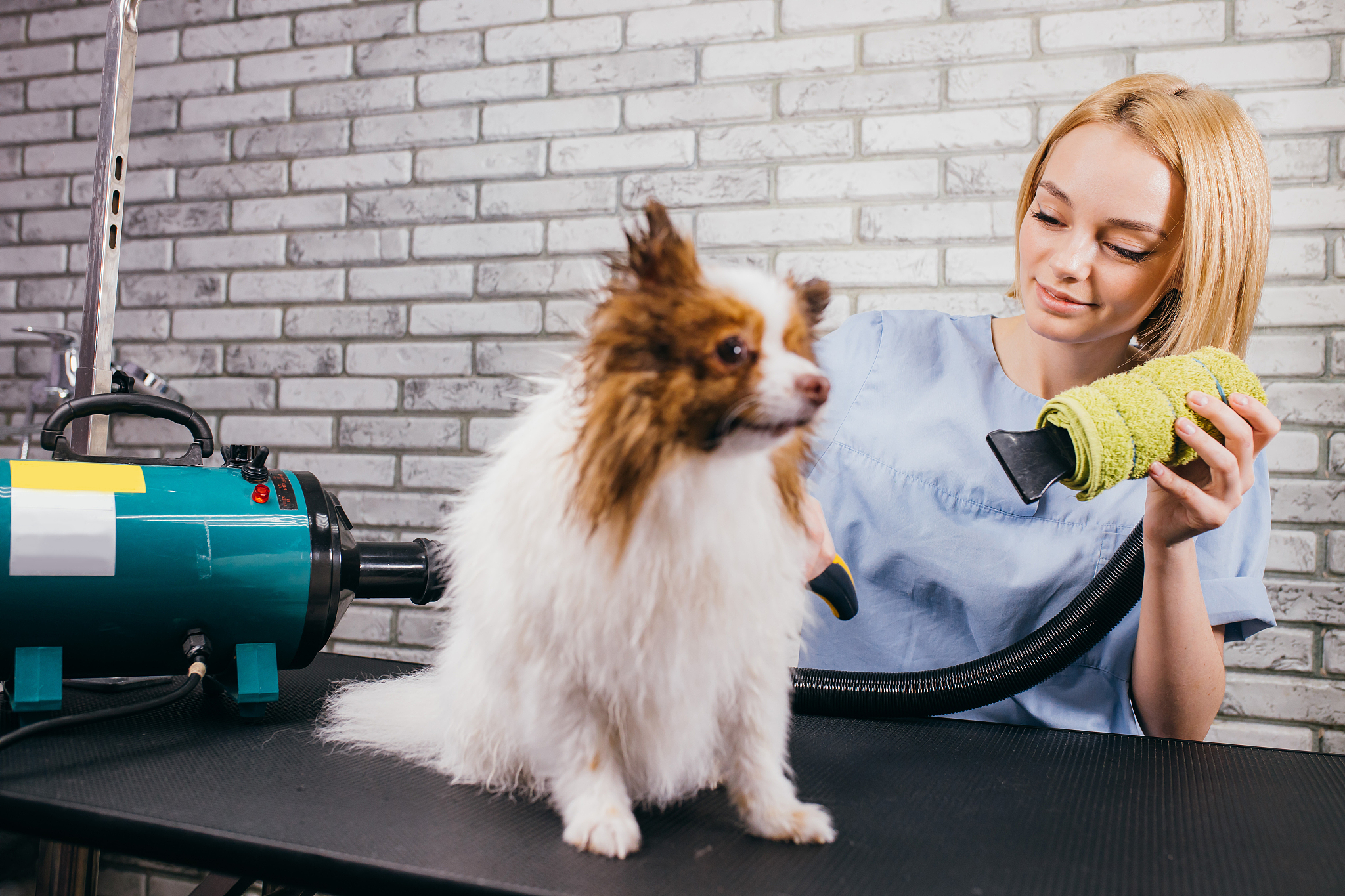 宠物电商平台服务链条延伸不足：现状、问题及优化方向