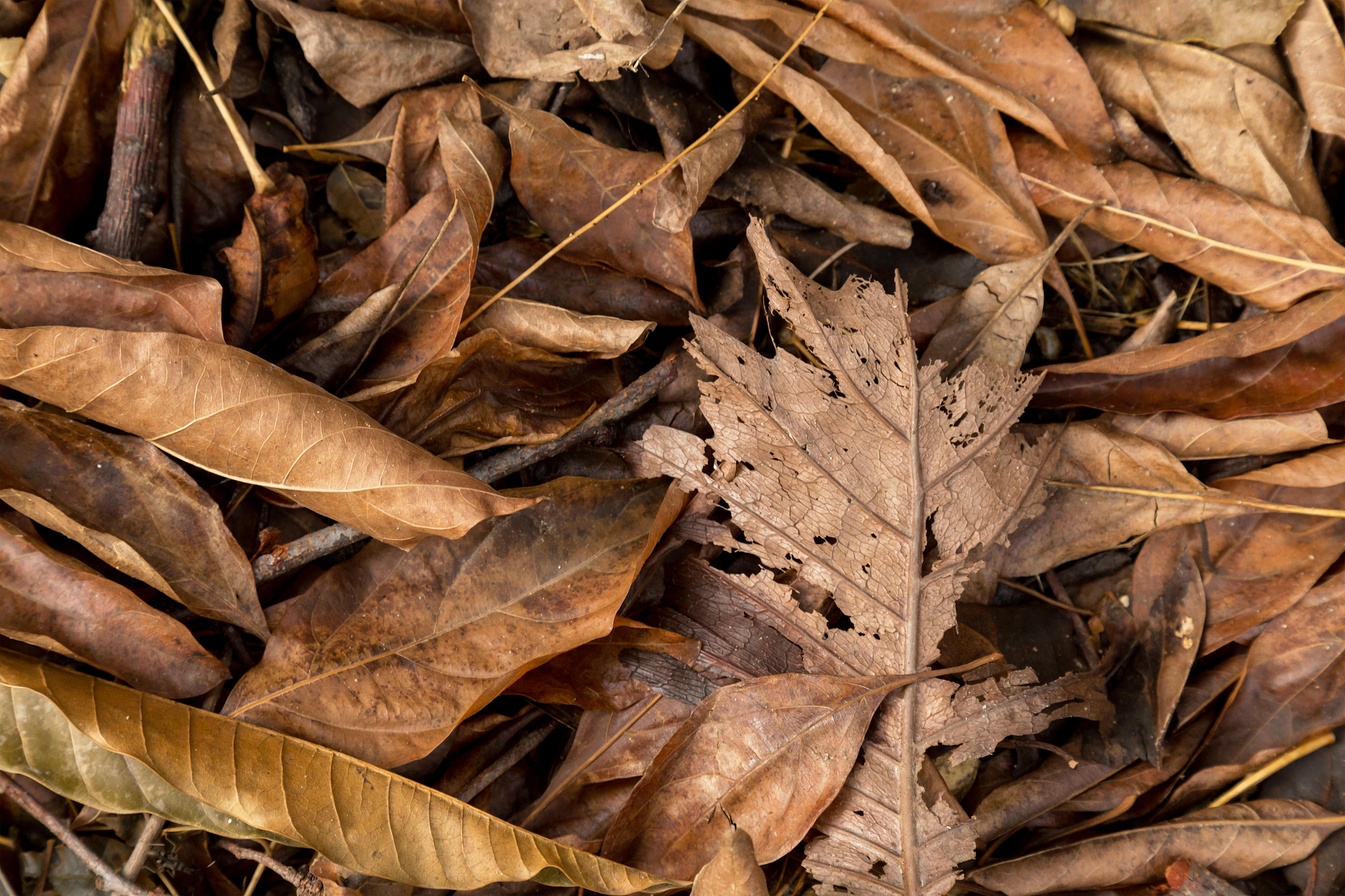青岛经济职业学校中药专业：学习中药知识，开启未来职业之路