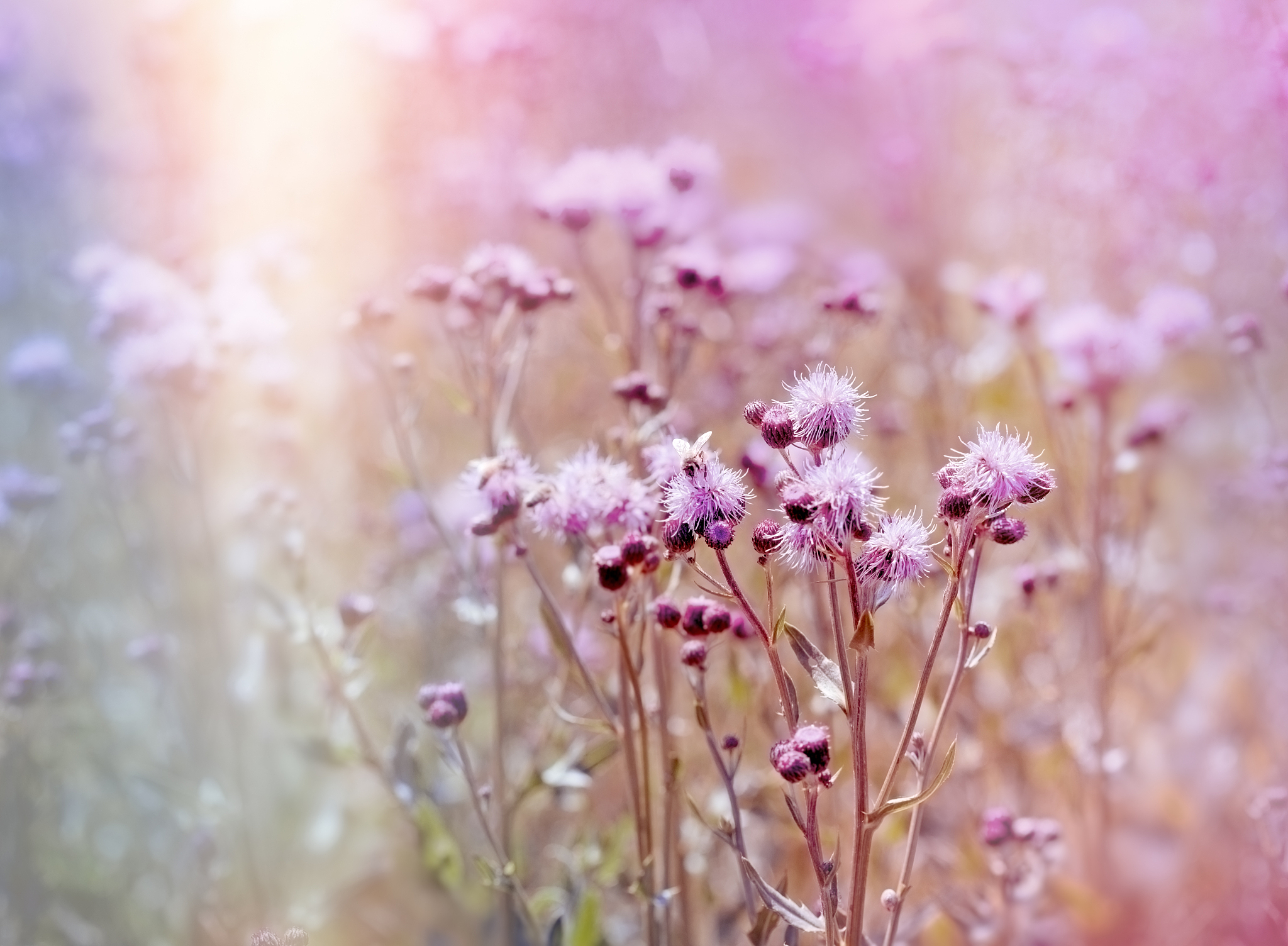 flowering, blooming thistle (burdock) in meadow