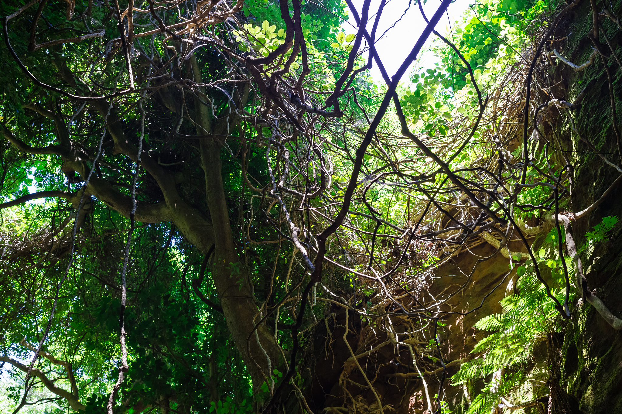しましま（Shima Shima）是什么意思？ | 日本语条纹图案解释