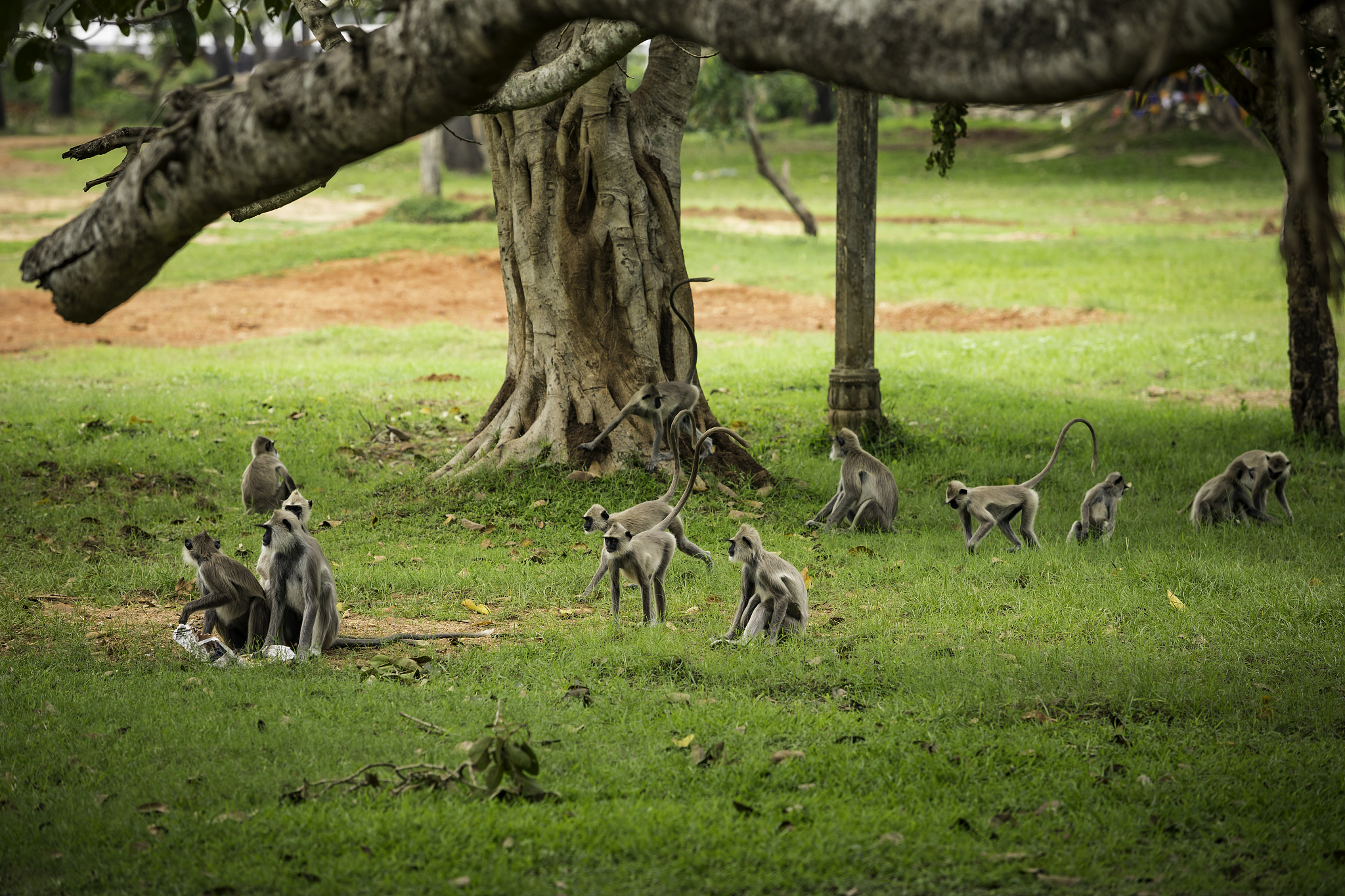 以与野生动物共处感受大自然的力量为题写一篇1200字文章