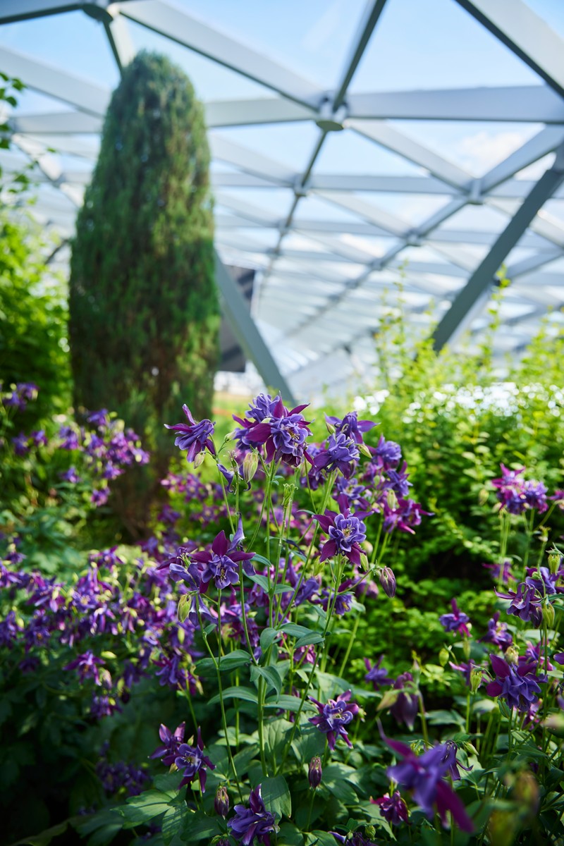 石河子花卉发展前景