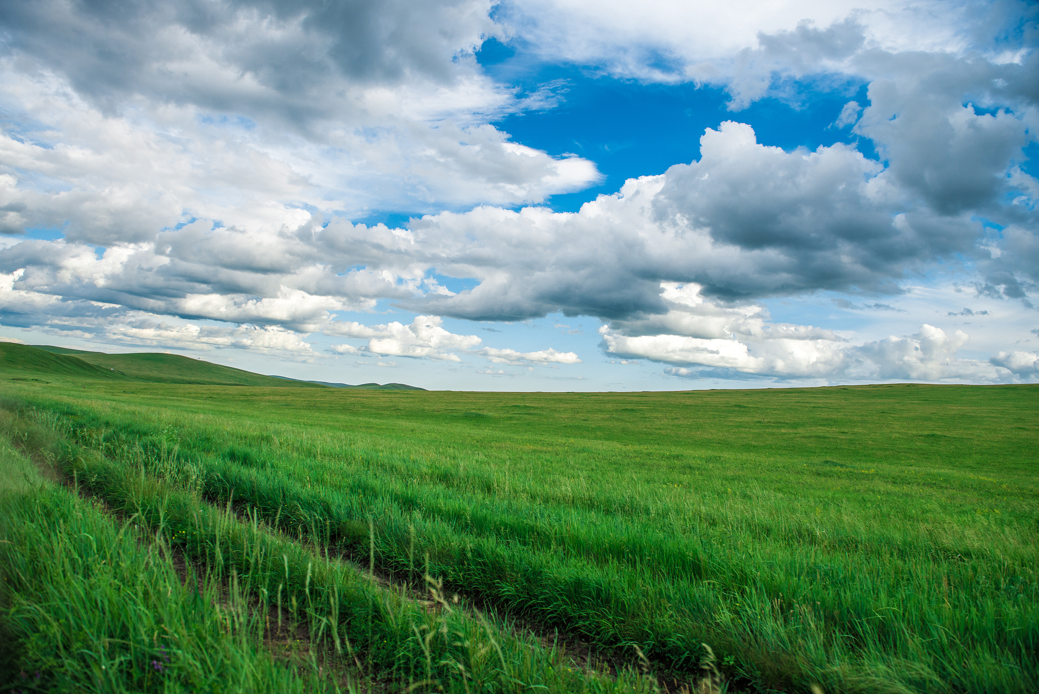 苜蓿为什么大量种植在我国西北华北等地区