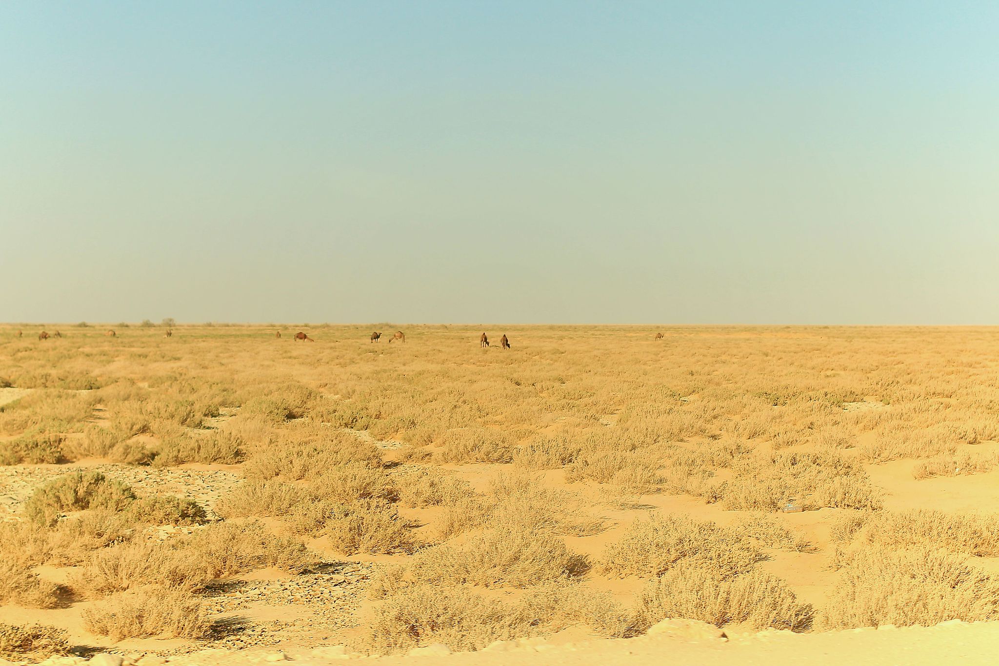 desert