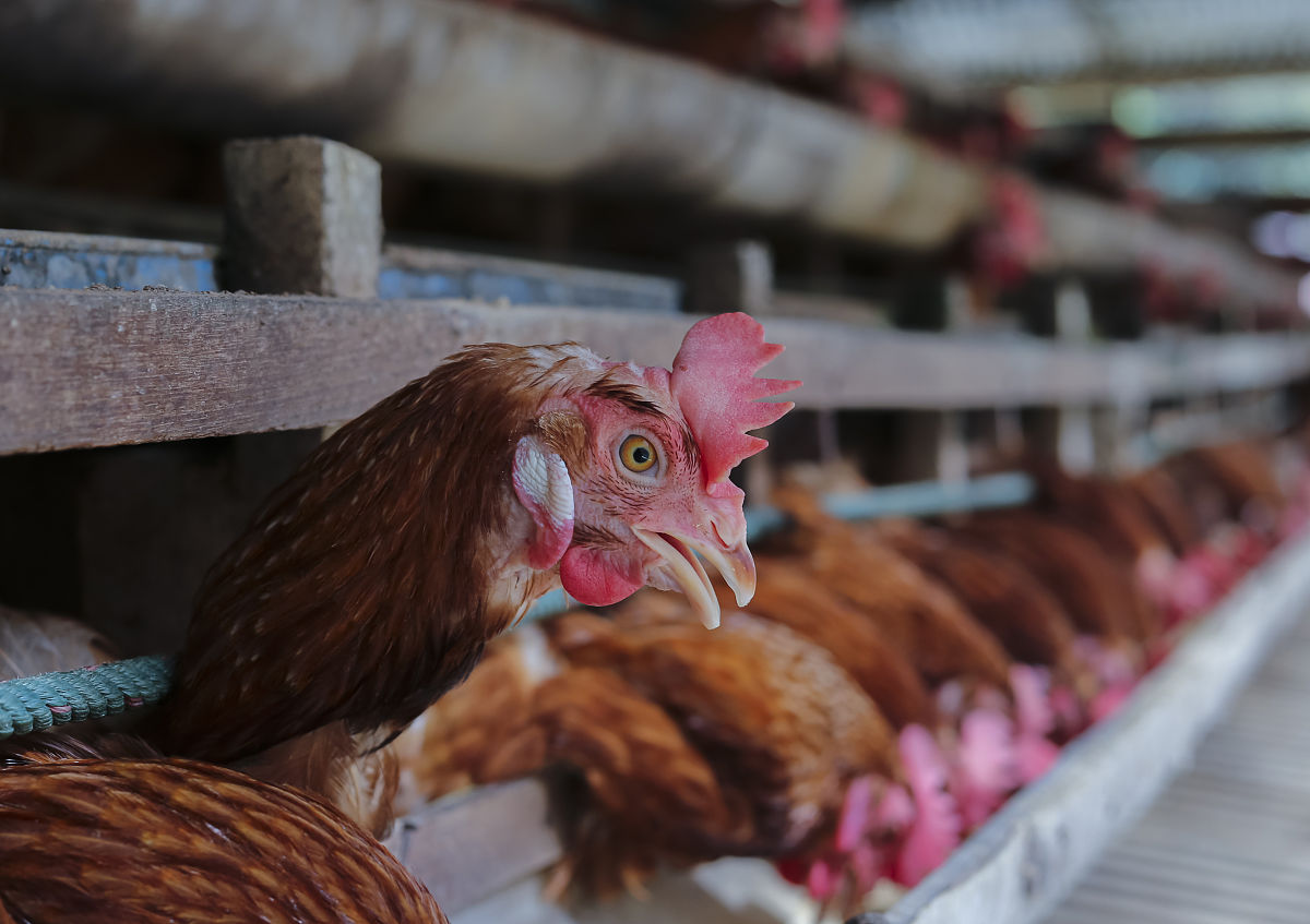 请对论文《子洲县富发农业科技有限公司黄芪产品市场营销策略优化研究》的小节1科学合理优化产品品种结构进行写作保证内容合理性不要乱写：