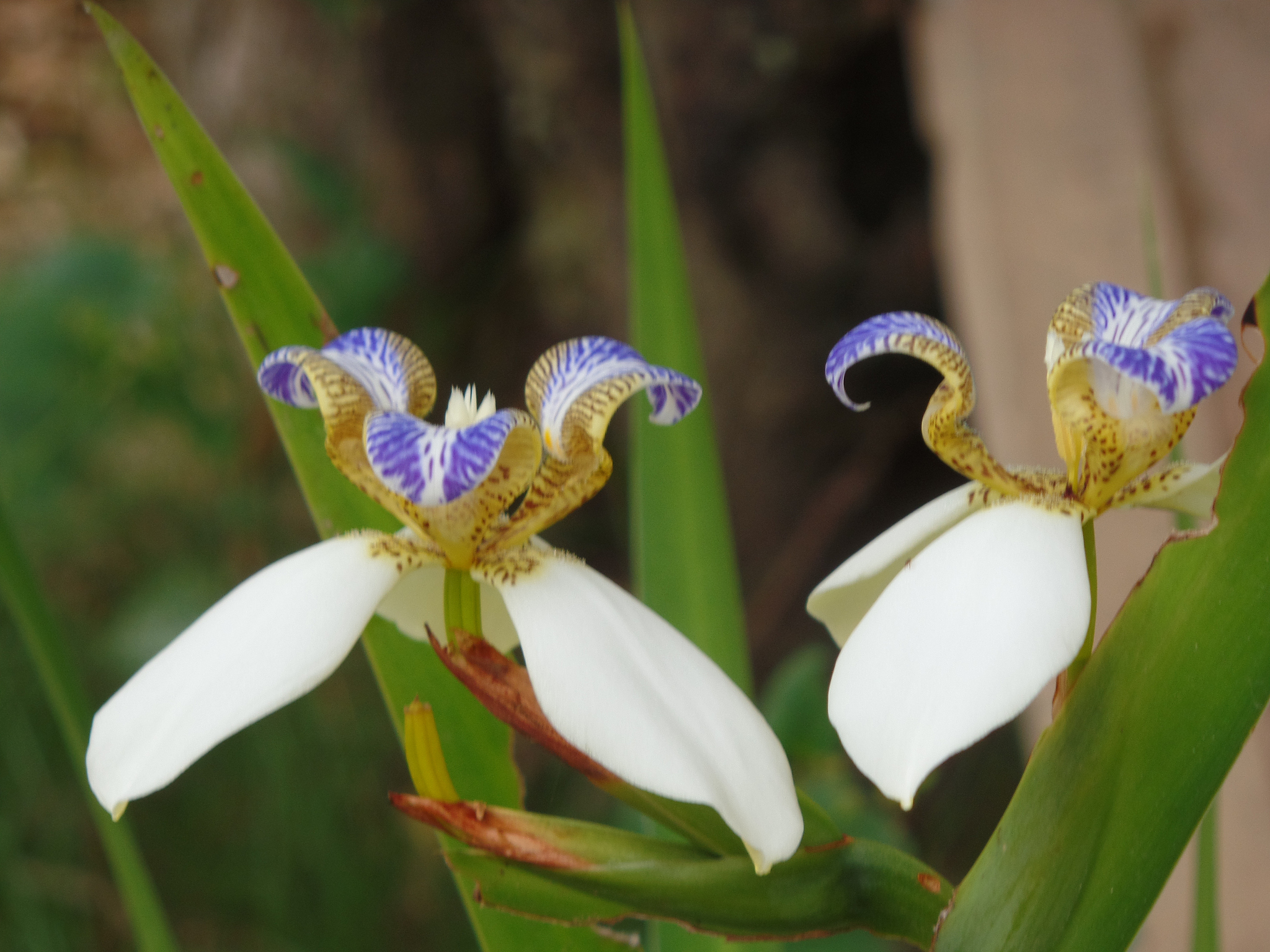 brazilian neomarica candida flower in the garden