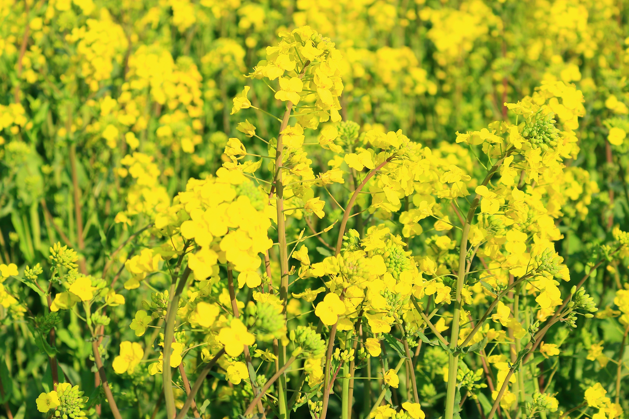 rape blossom festival, rape seed, flower, spring, wind turbine, 