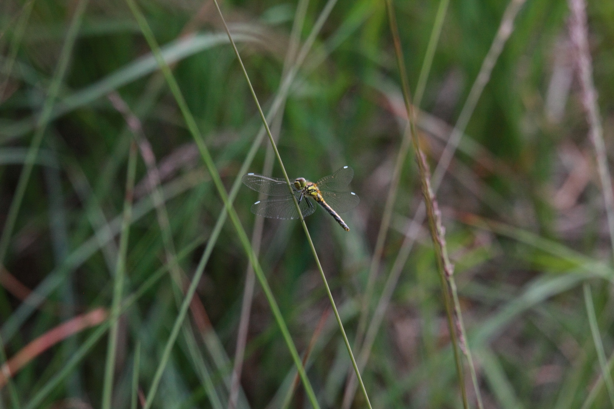 vbnet 读取PM文件判断第一行是否为HINTCAD583_PM_SHUJU_PM不是则提示文件格式不对。从第4行开始只读取7个数据空格不算存入数组。从第4行开始每间隔3行读取一组。如果1行数据都为0时停止并将读取的数据写入文件