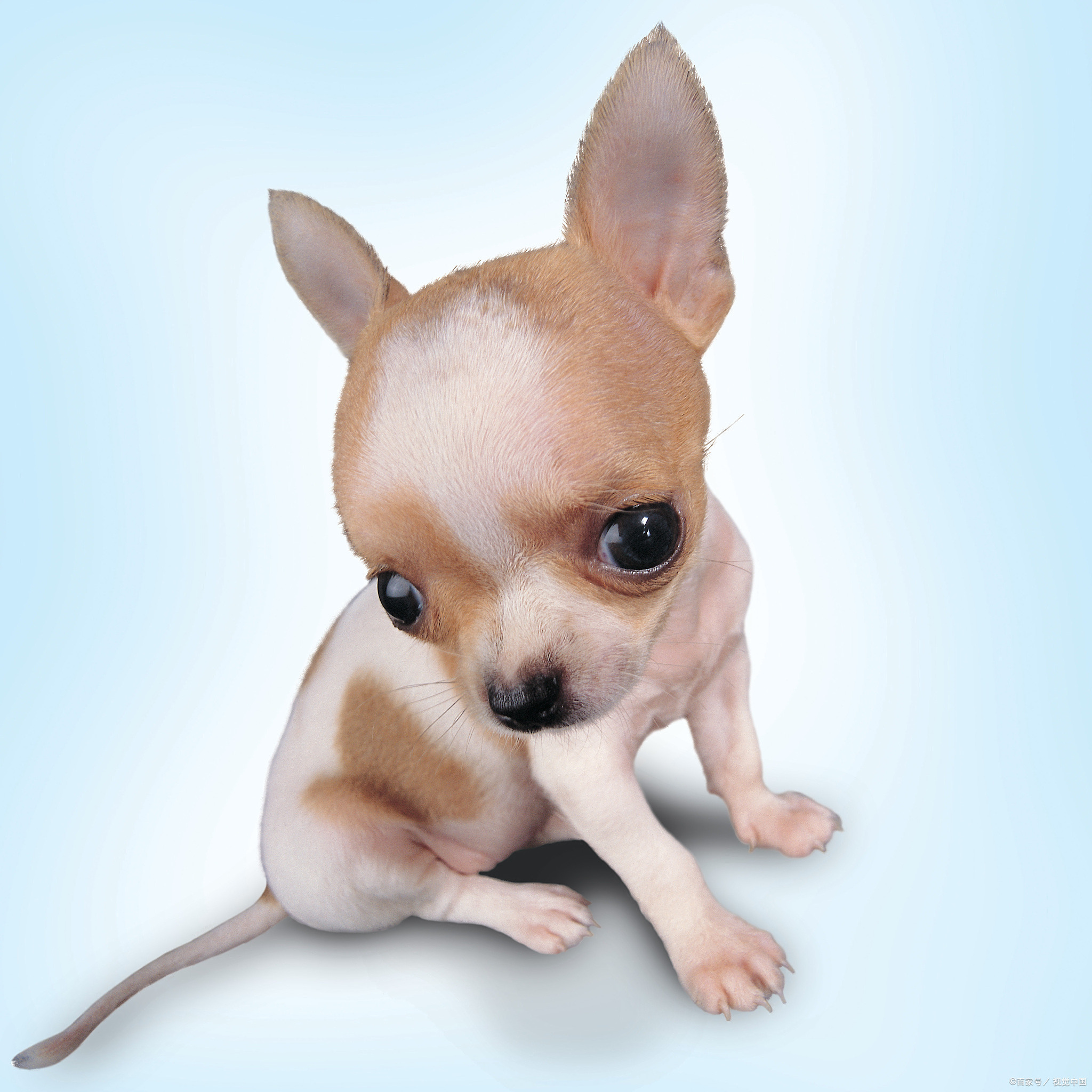 最小的狗什么品种