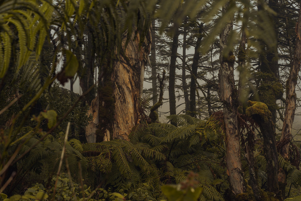 Rainfall Variability Enhances Resilience of Tropical Forests and Savannahs