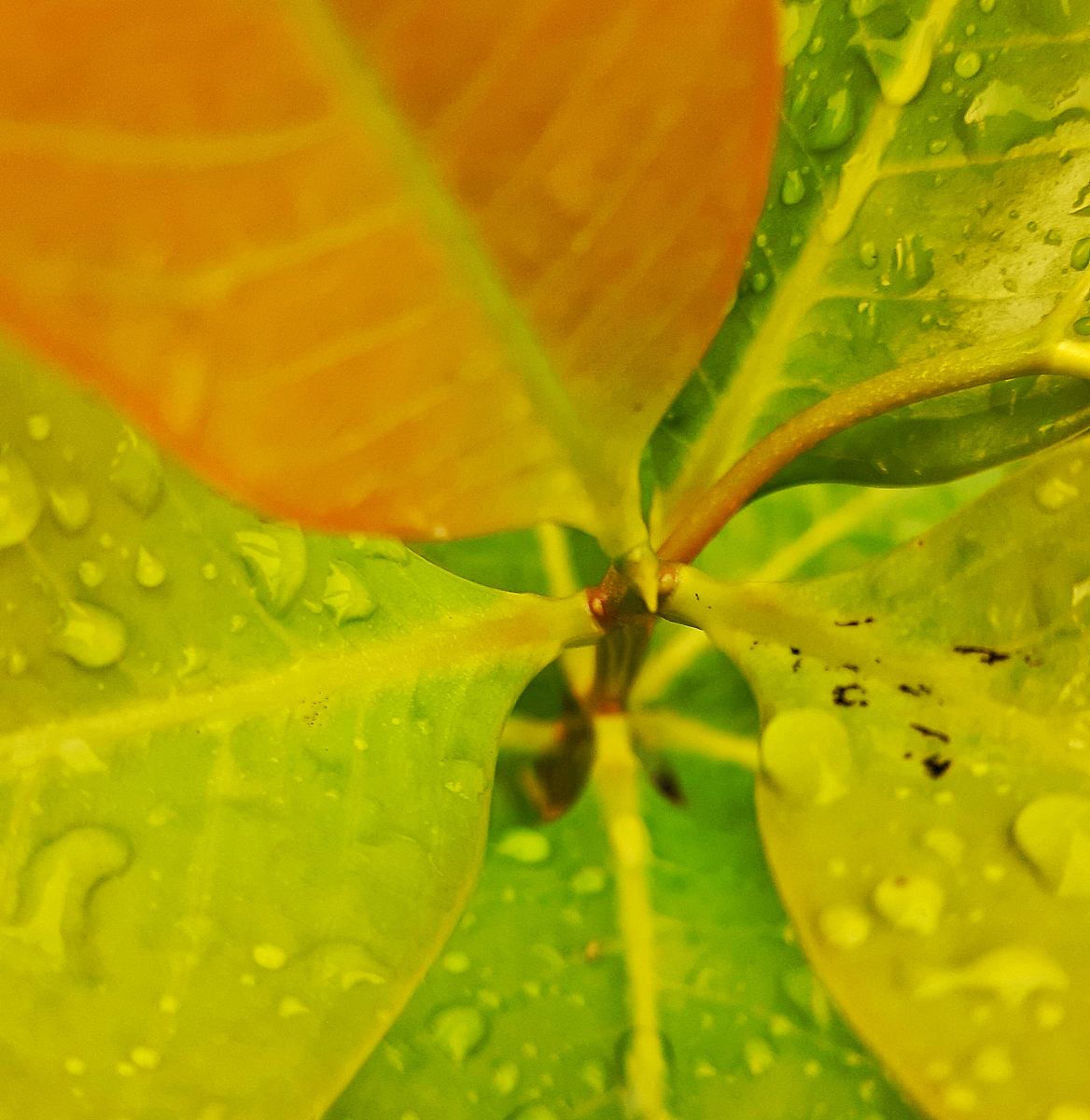 鼎鑫沙棘植物盖片有副作用吗？哪些人要慎用？