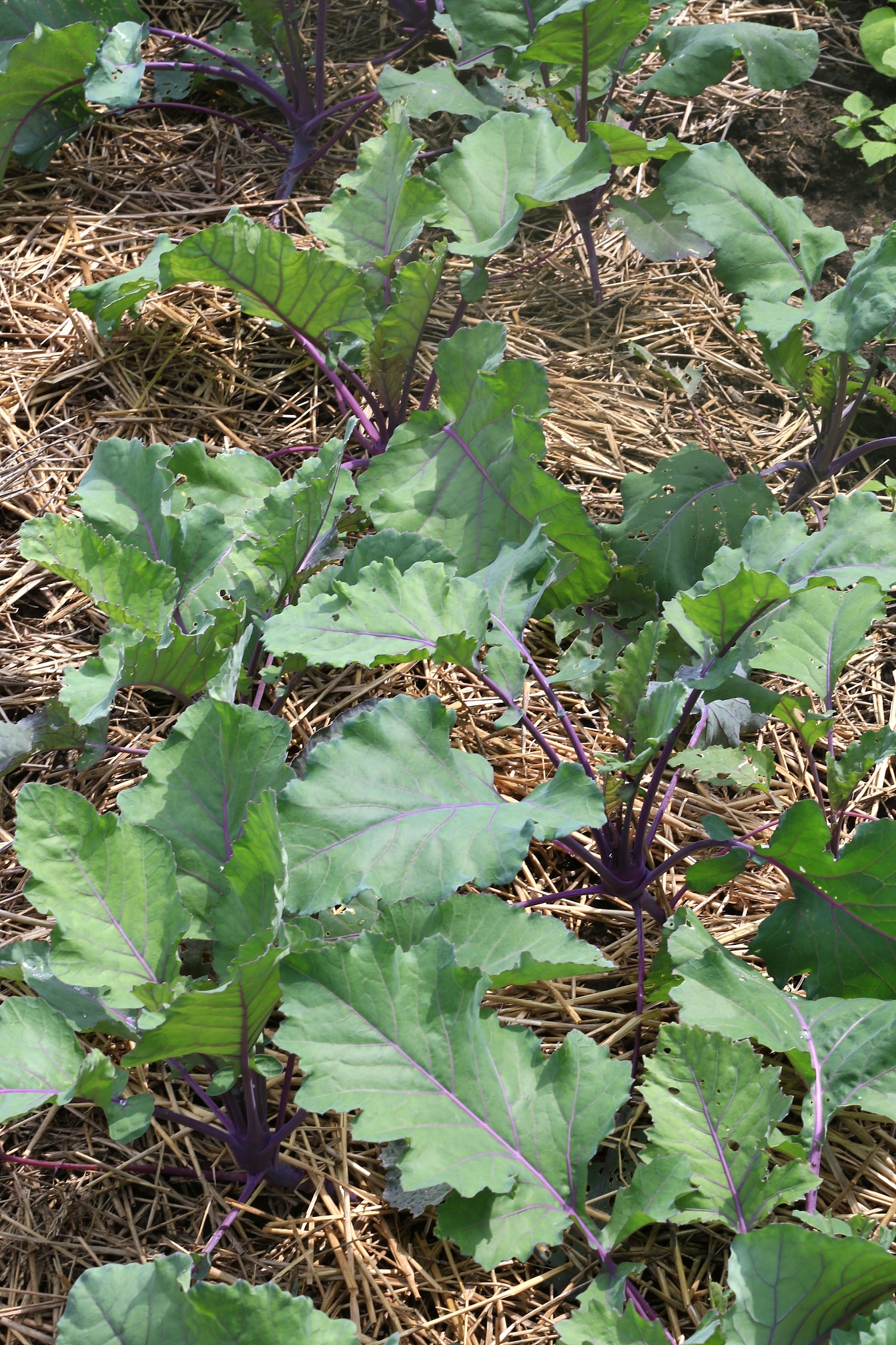 close-up of a kohlrabi plant (brassica oleracea)
