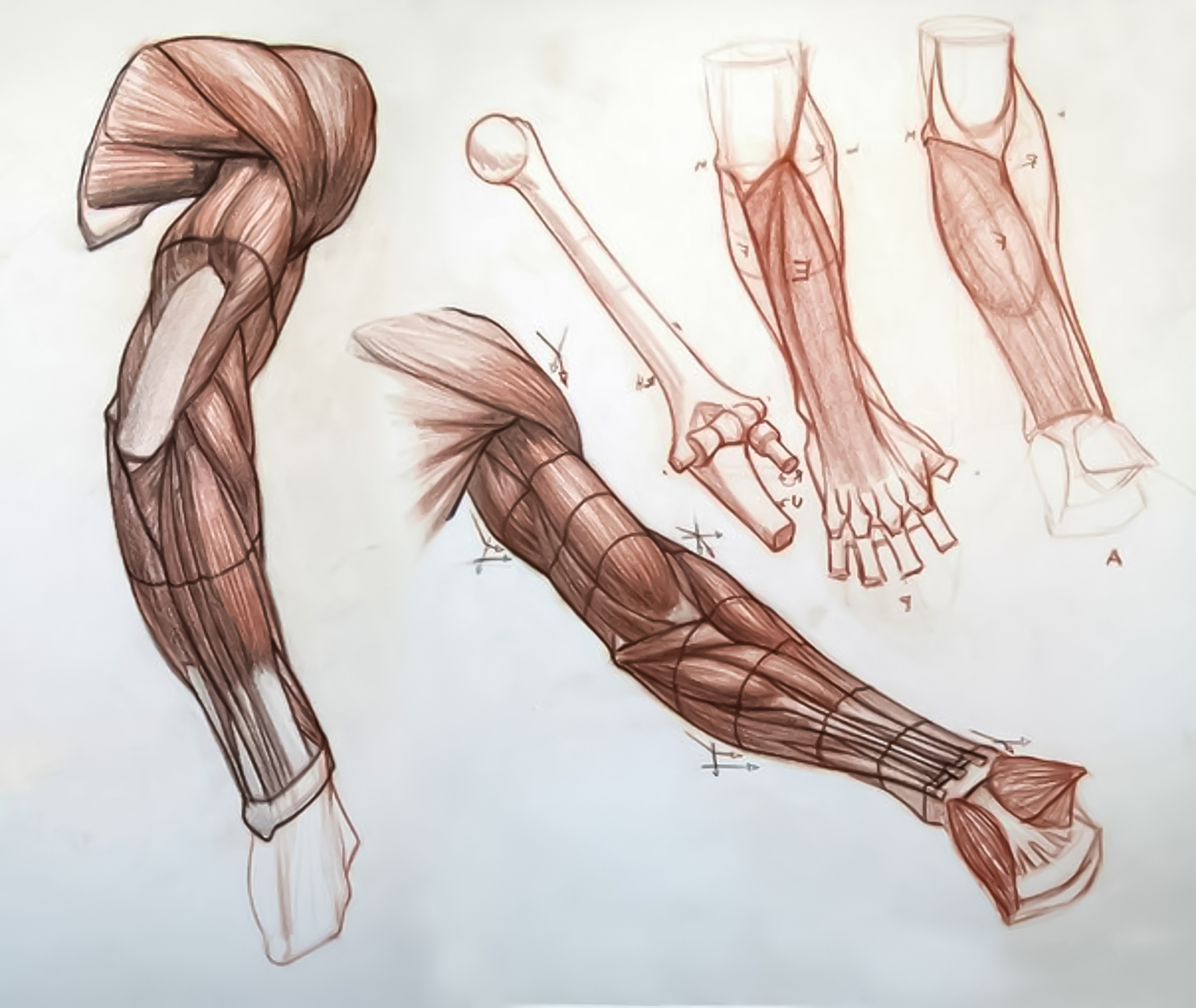 艺用解剖学每日小结