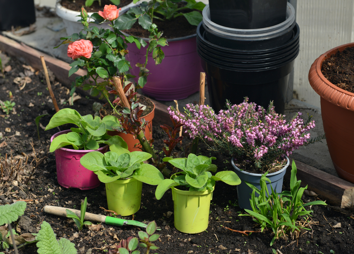 花卉种植栽培指南：土壤、光照、温度、水分、肥料、病虫害防治等