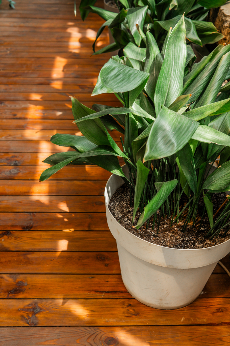 白兰花养殖方法：浇水频率及详细指南