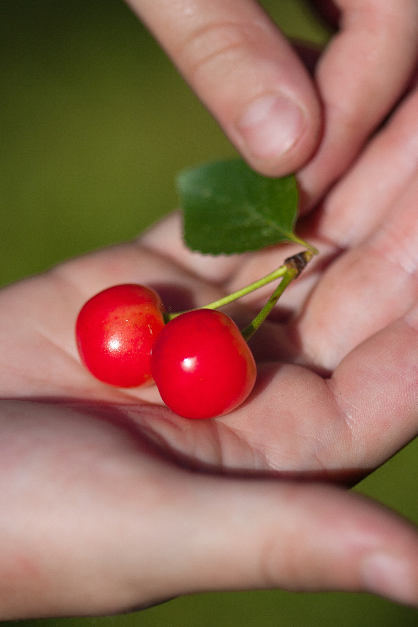 hand holding fresh picked cherry fruit