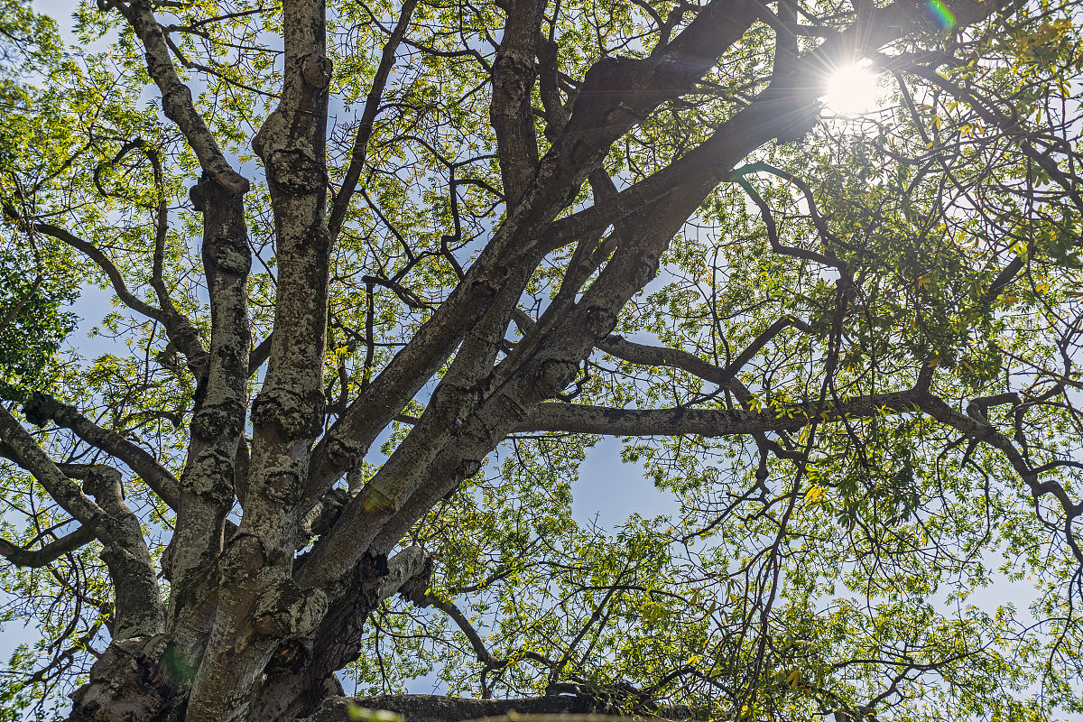 LR分析每次都是对什么进行规约