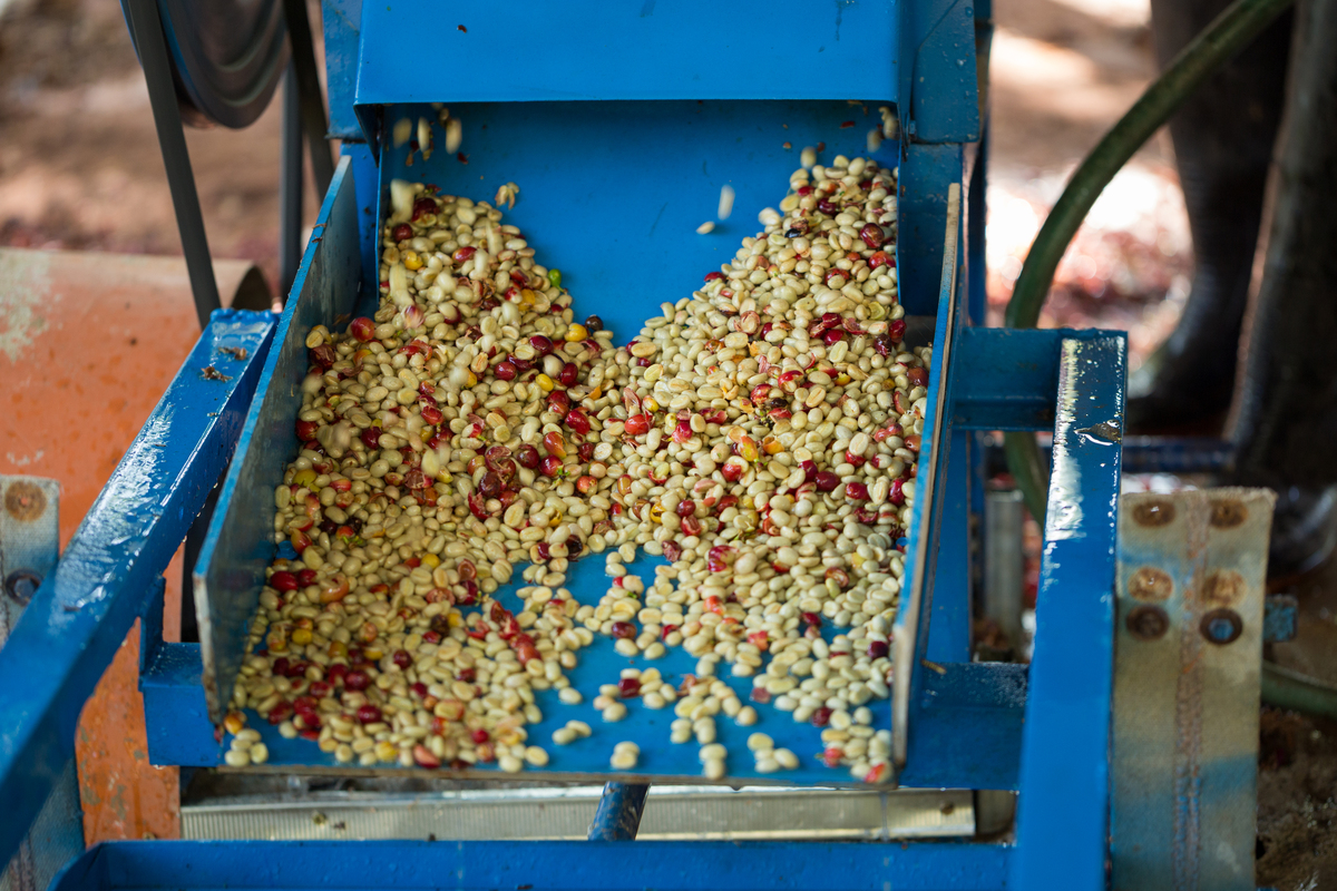 花椒处理方法：晒干、烘烤、炒制、蒸制、泡制，选你所爱！