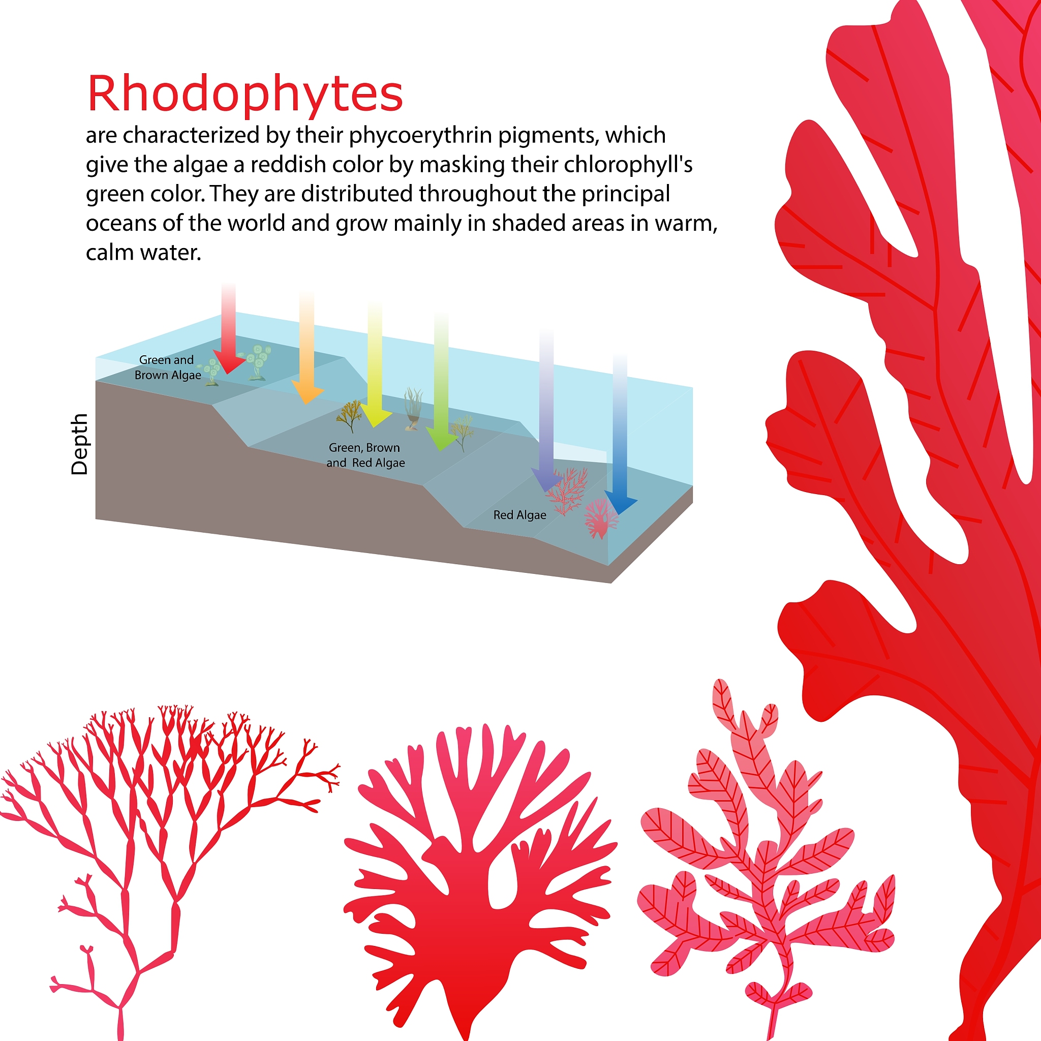 Analyzing the Relationship Between Sea Surface and Air Temperature Anomalies: A Comparative Study of Methods