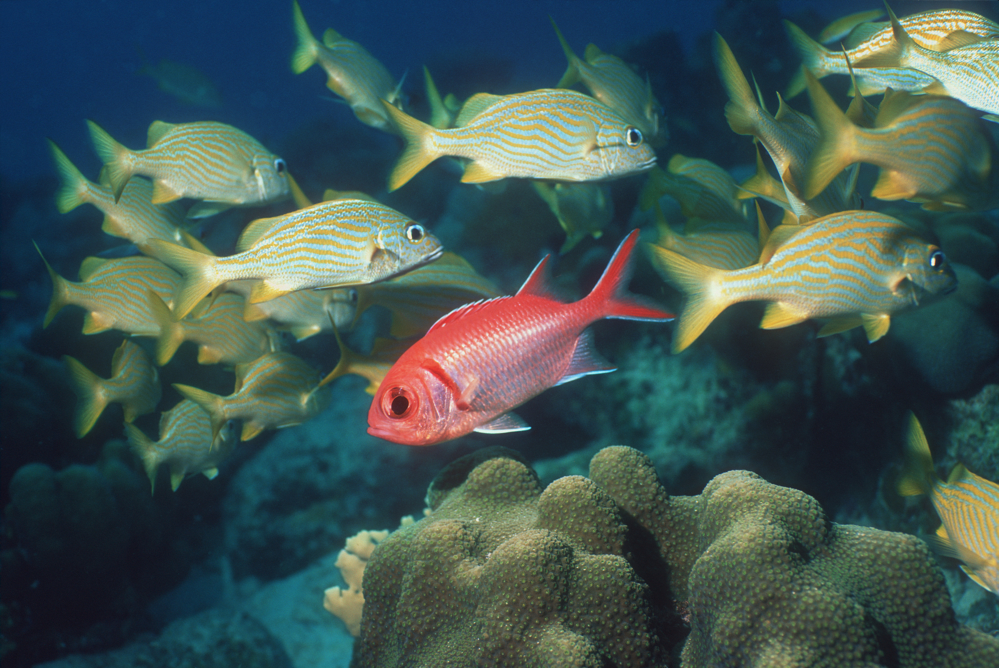 blackbar soldierfish and school of french grunts