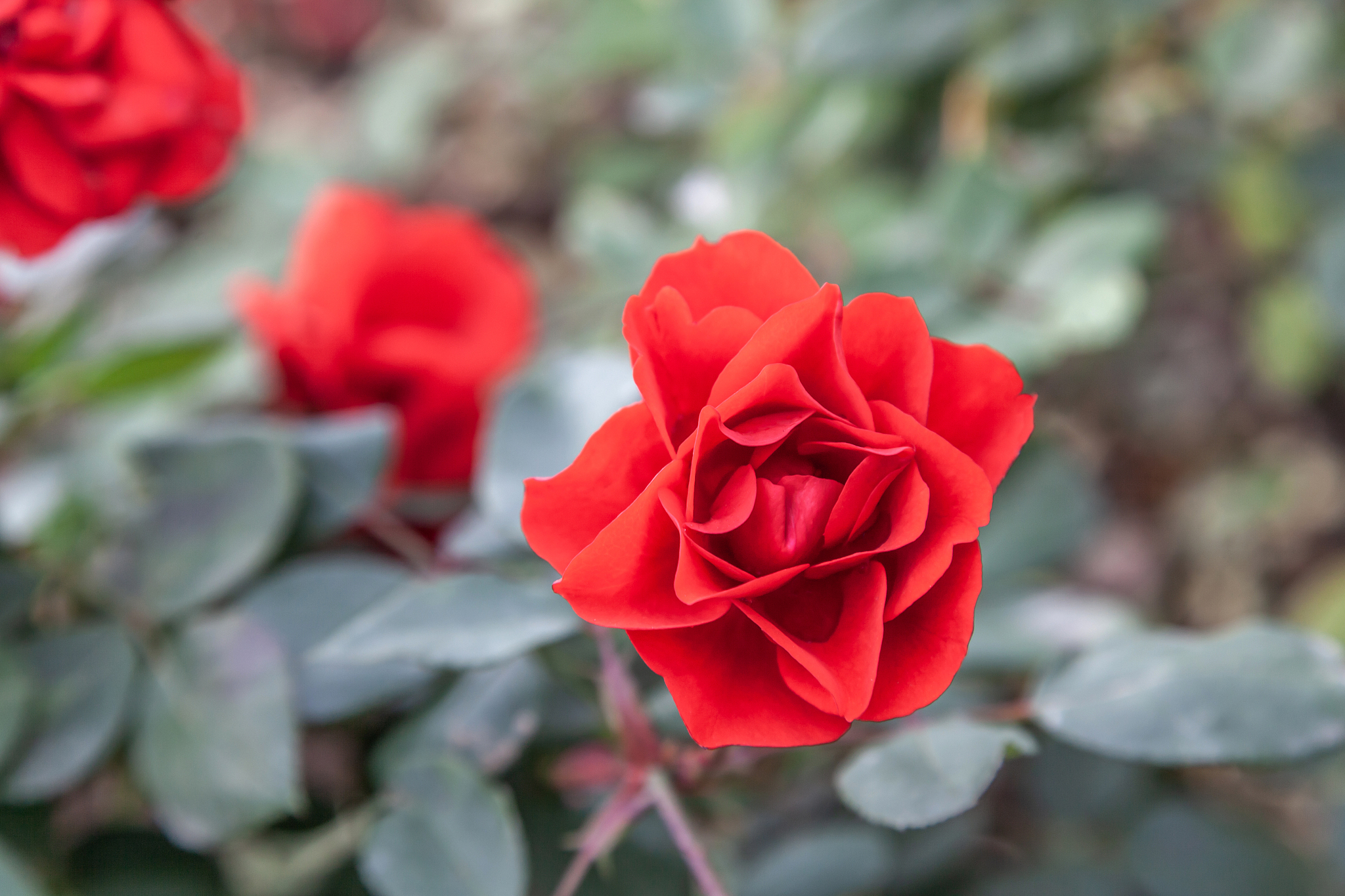 大红色月季哪个品种最好种植秋天如何管理15000字