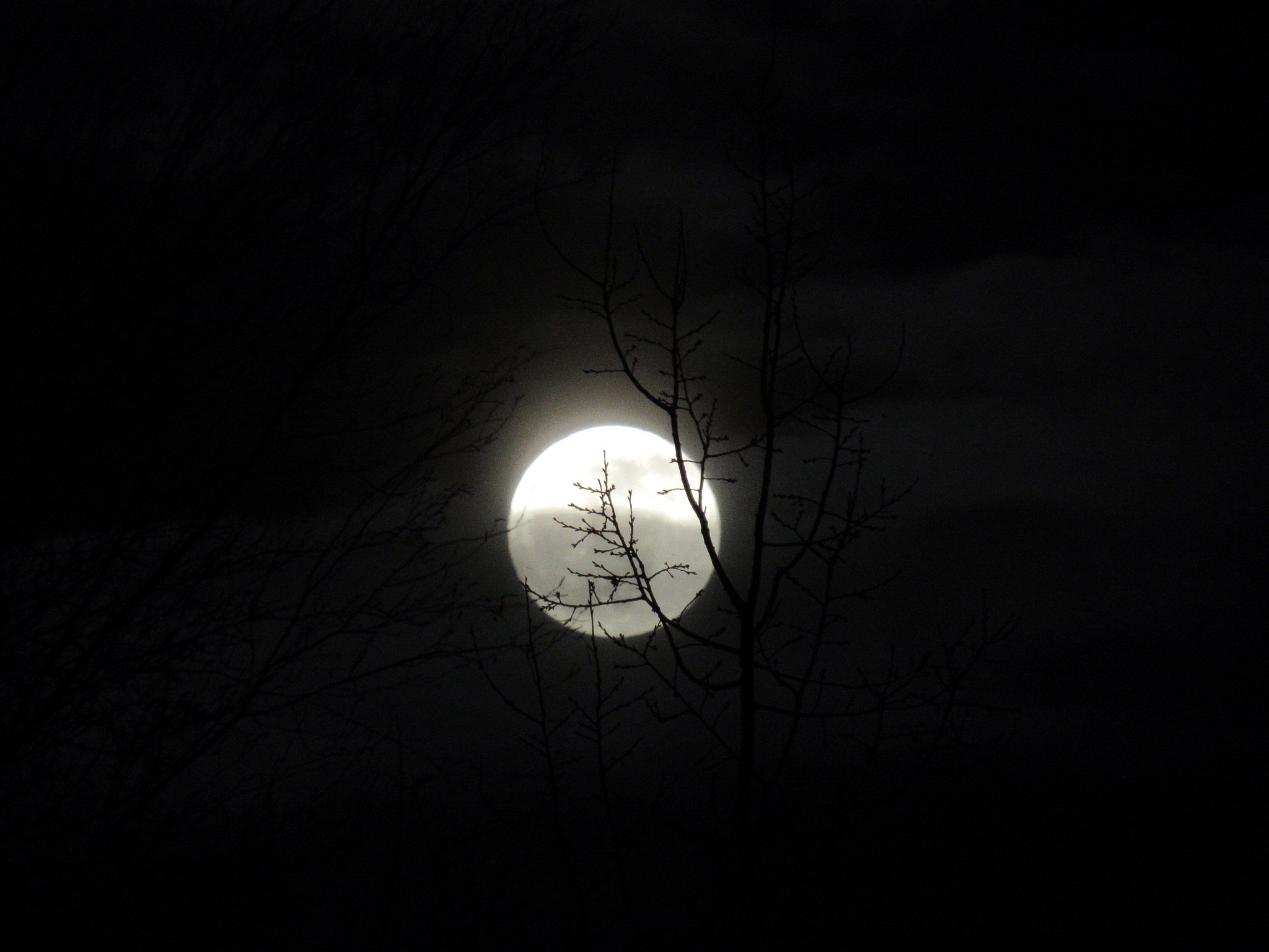 请评价以下作品：清夜无尘。月色如银。酒斟时、须满十分。浮名浮利虚苦劳神。叹隙中驹石中火梦中身。虽抱文章开口谁亲。且陶陶、乐尽天真。几时归去作个闲人。对一张琴一壶酒一溪云。