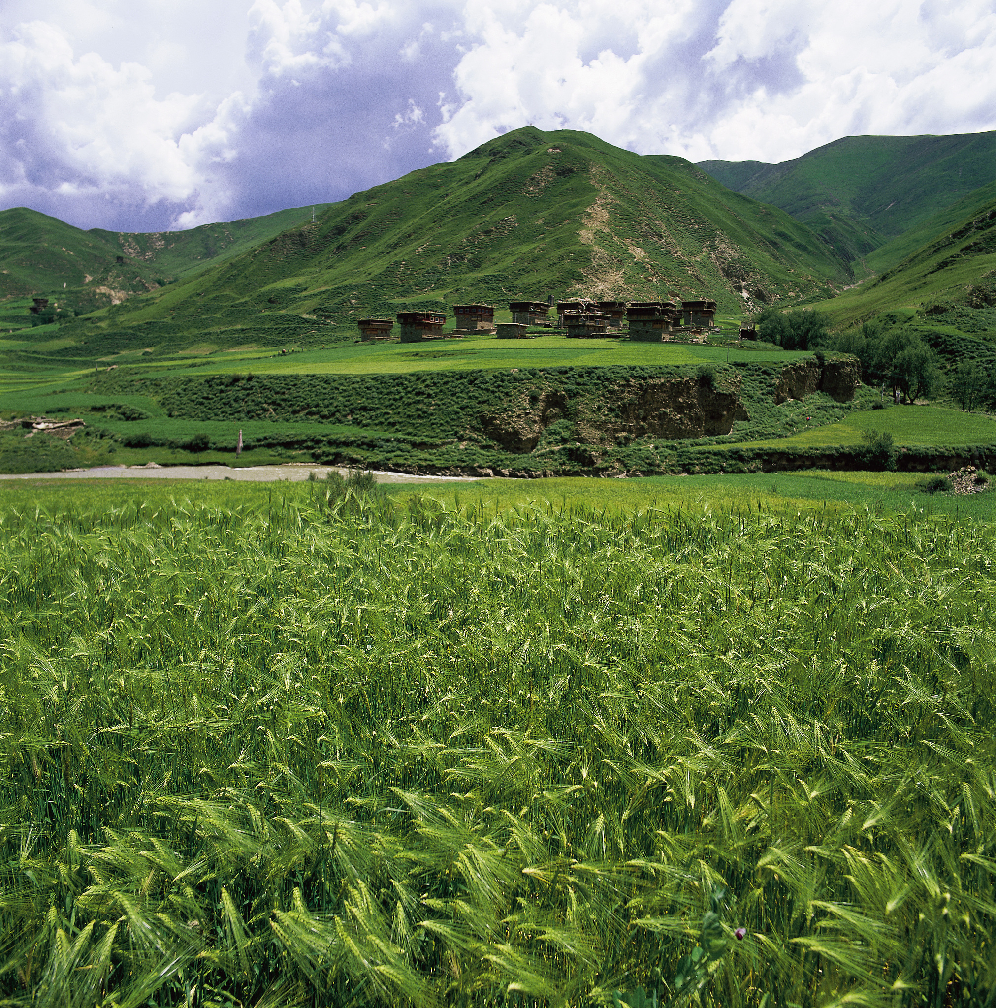 云南山蜜草种植基地分布：怒江福贡领跑！