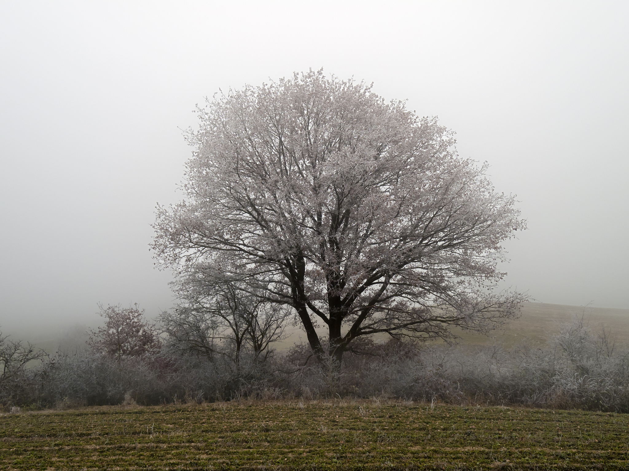 Assessing Spring Frost Impact on Crop Yield Loss: A New Intensity-Based Approach